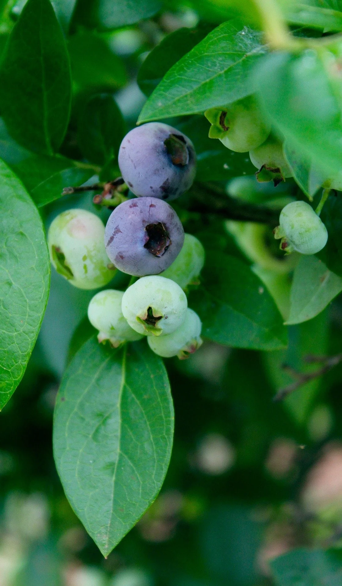 blueberries-6952183_1920.jpg