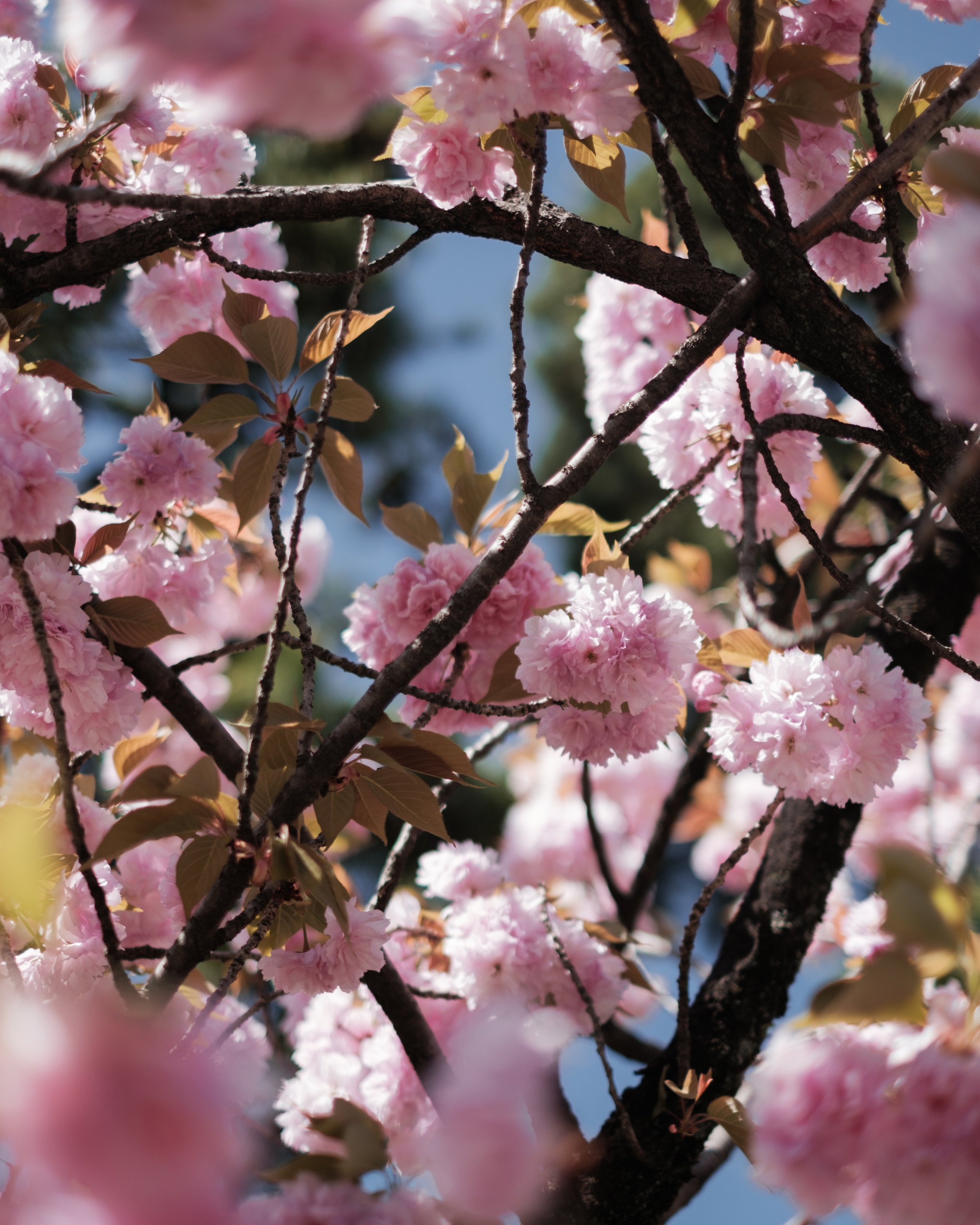 BLOSSOM