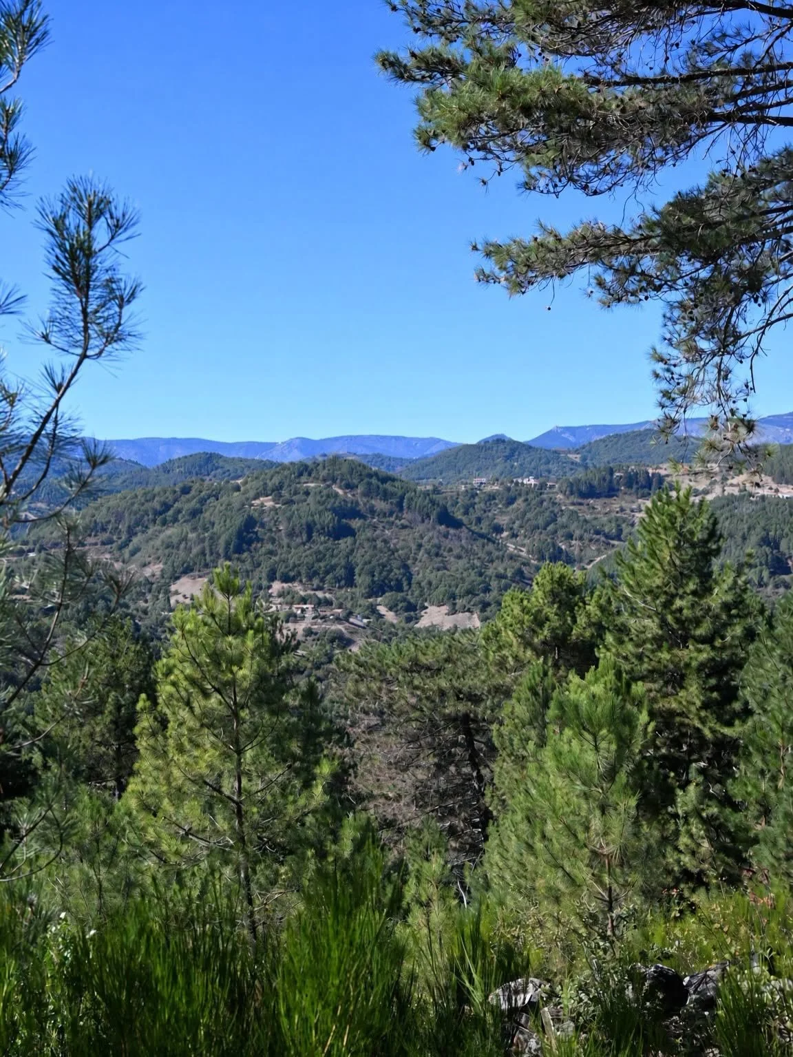 Vue panoramique sur les collines boisées depuis le Domaine du Taillé