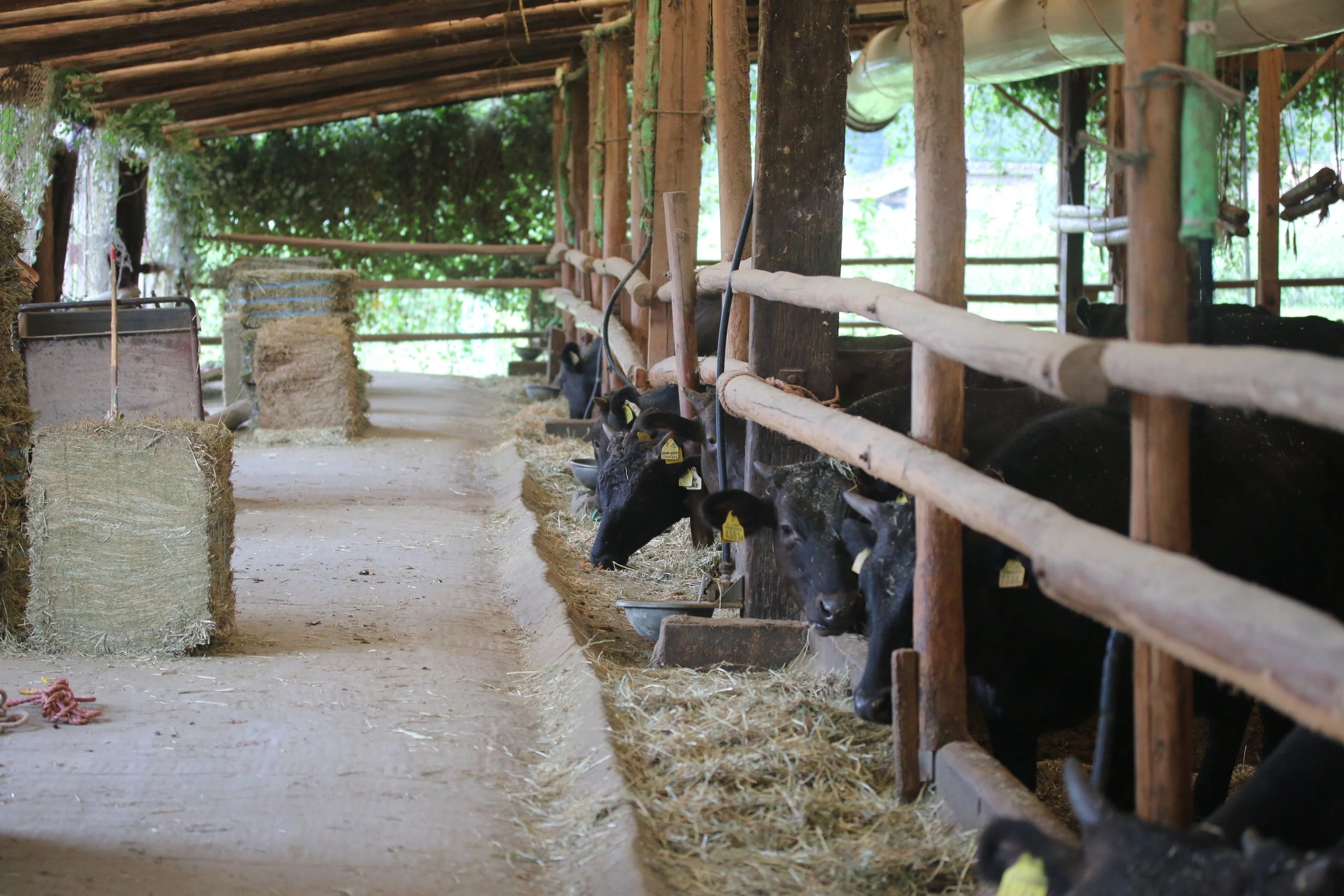 How Wagyu Cows Are Raised: Behind the Scenes of Japan’s Premium Beef Production