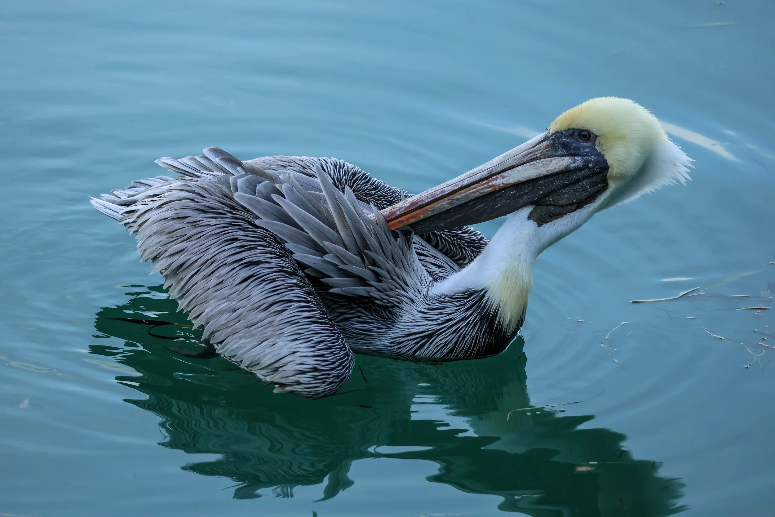 LK-KW-Pelican01.jpg