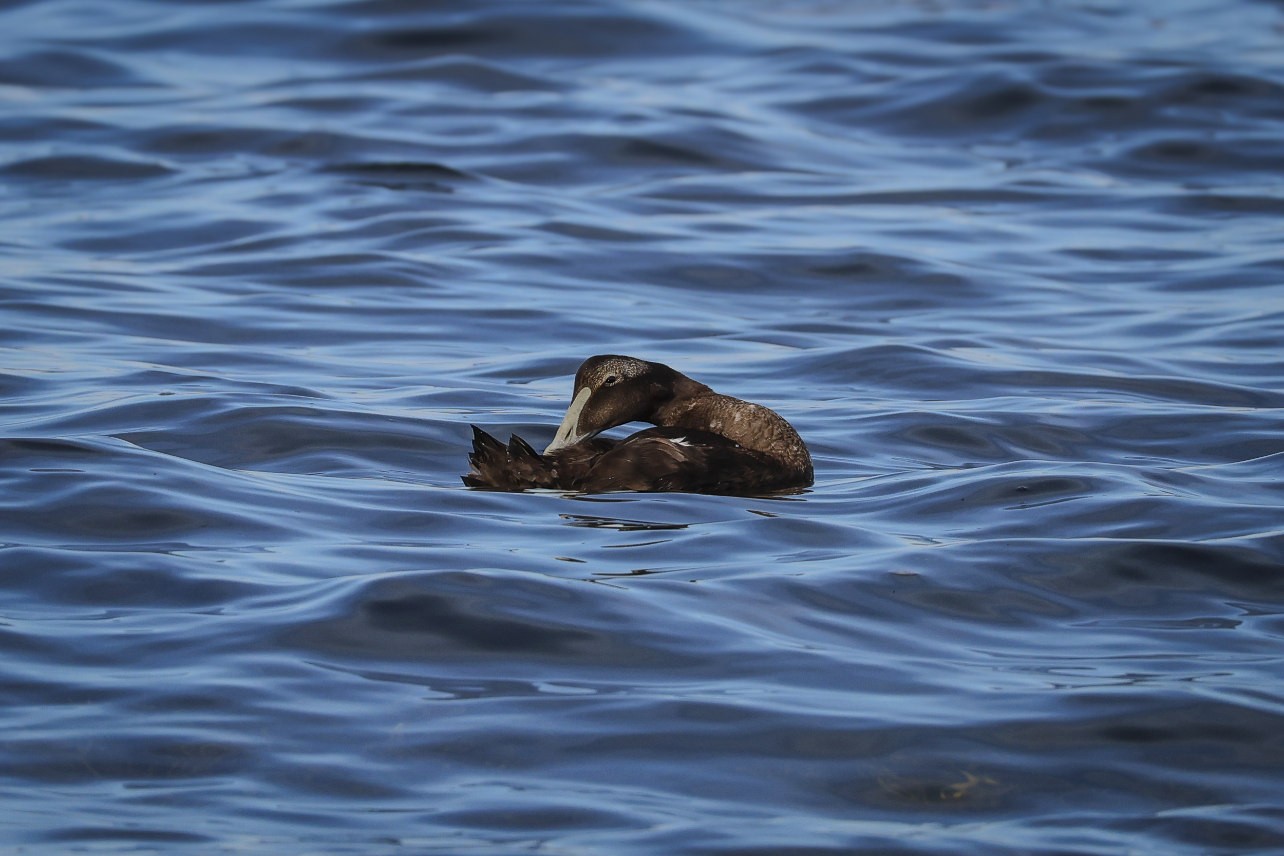 LK-Maine-Eider02.png