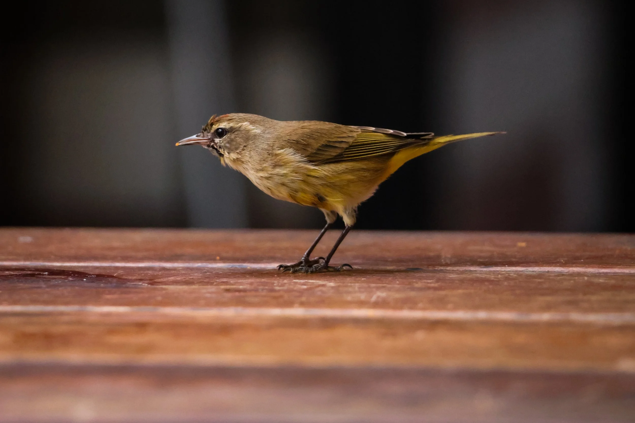 LK-KW-Bird01.jpg