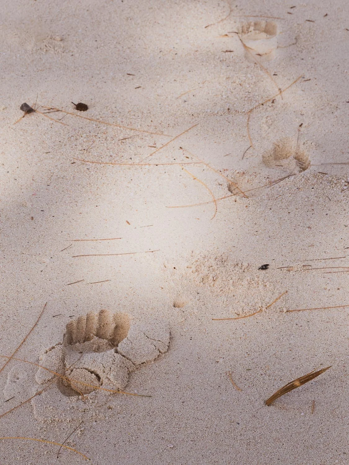 Footsteps in Paradise