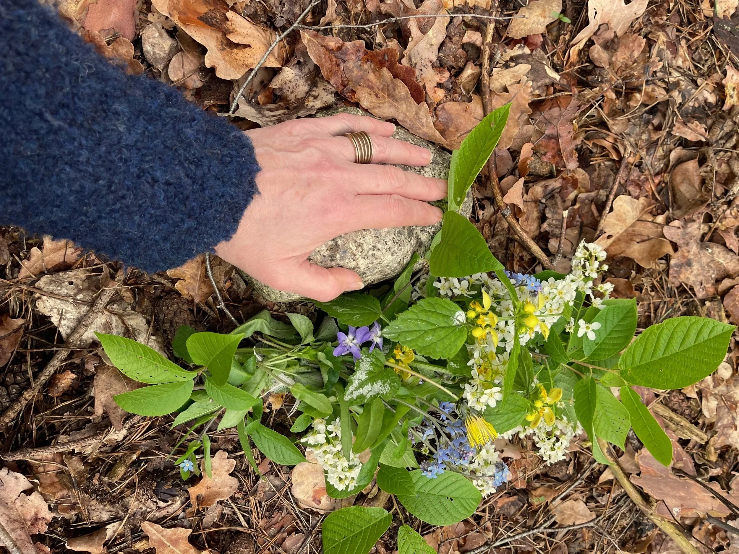 Eine Hand berührt einen Stein zwischen Laub, grünen Pflanzen und kleinen Blüten auf dem Waldboden.