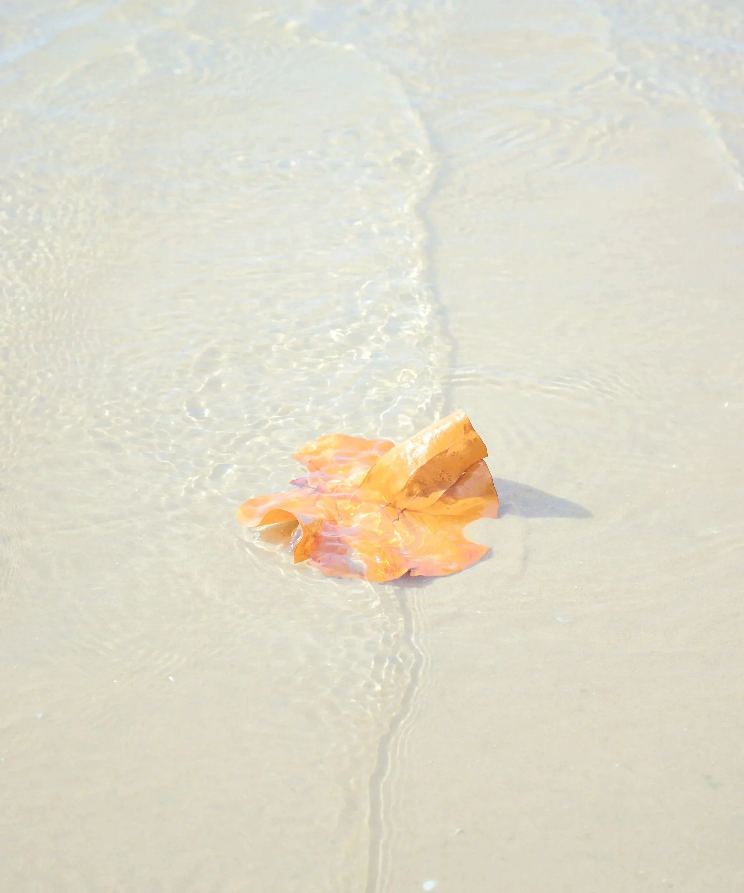 Ritualgabe im Wasser als Symbol für Wandlung und Übergänge