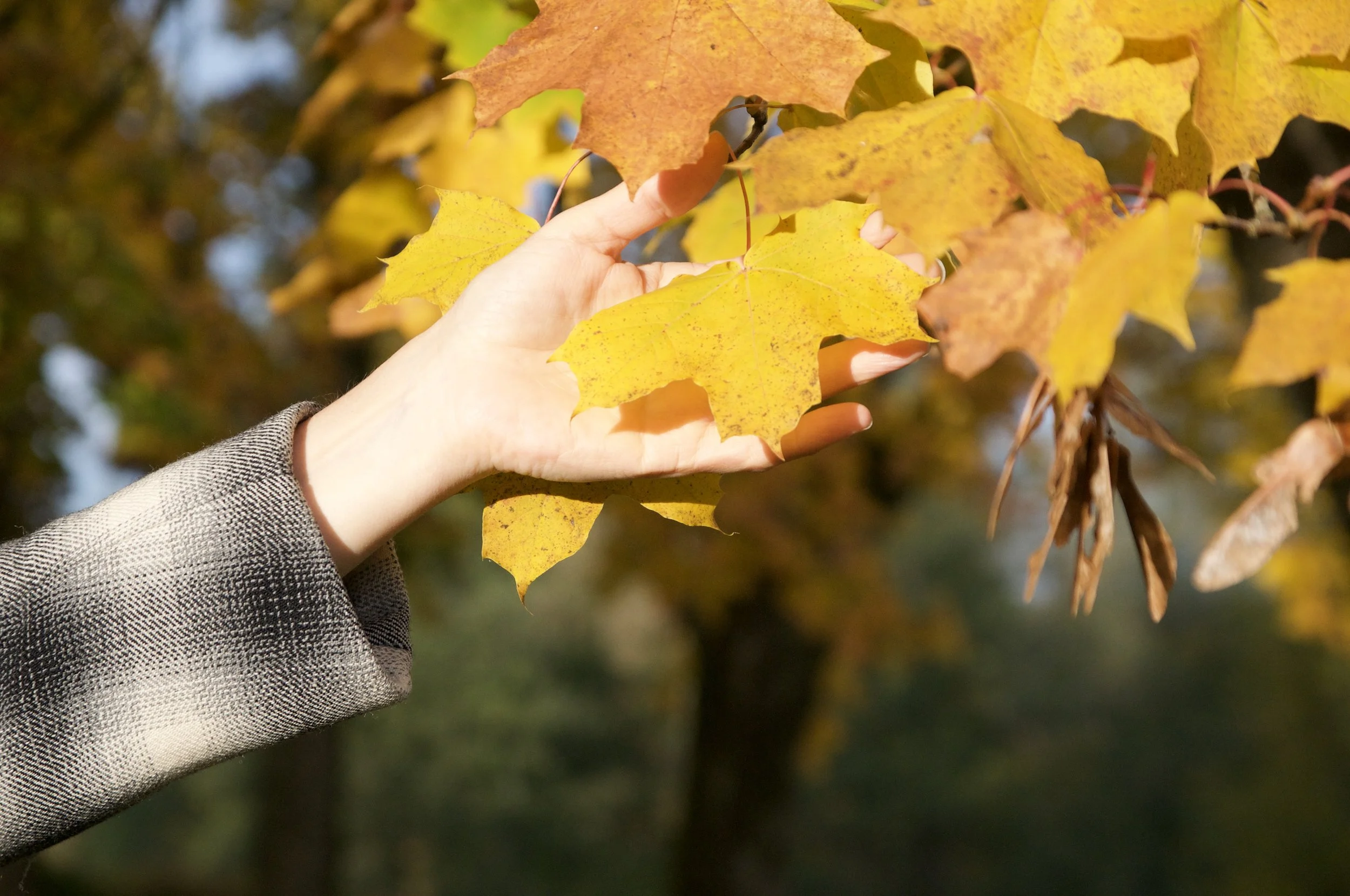 Eine ausgestreckte Hand nähert sich leuchtend gelben Herbstblättern im Sonnenlicht.