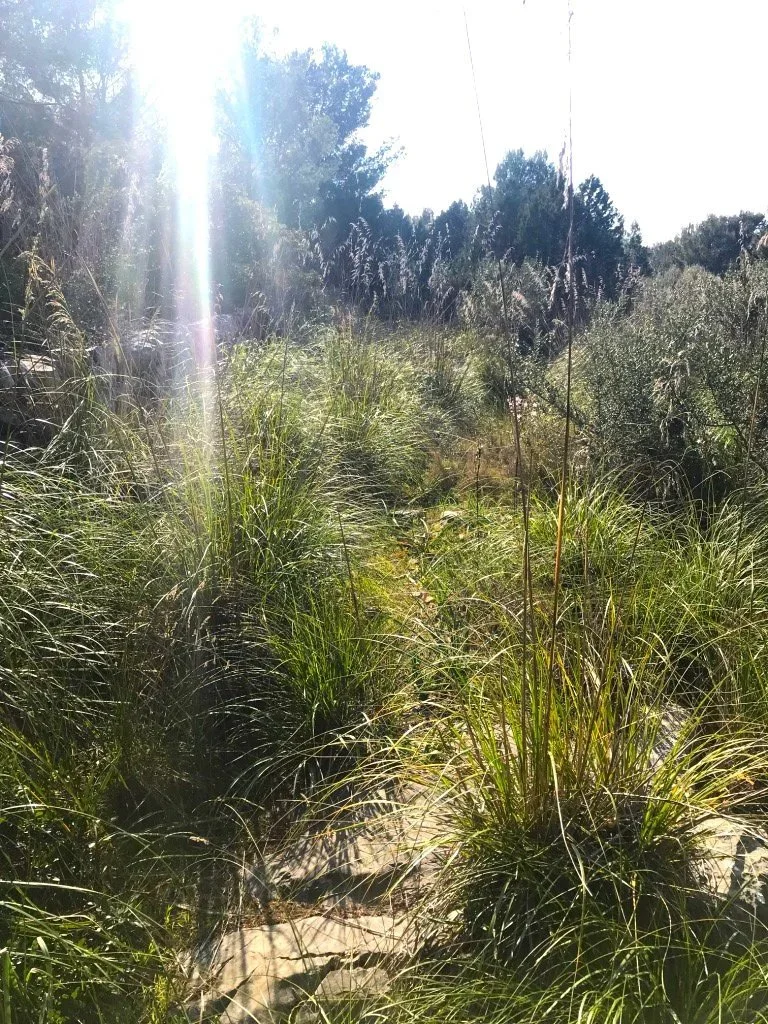 Schmaler Weg durch hohes Gras, auf den helles Sonnenlicht fällt