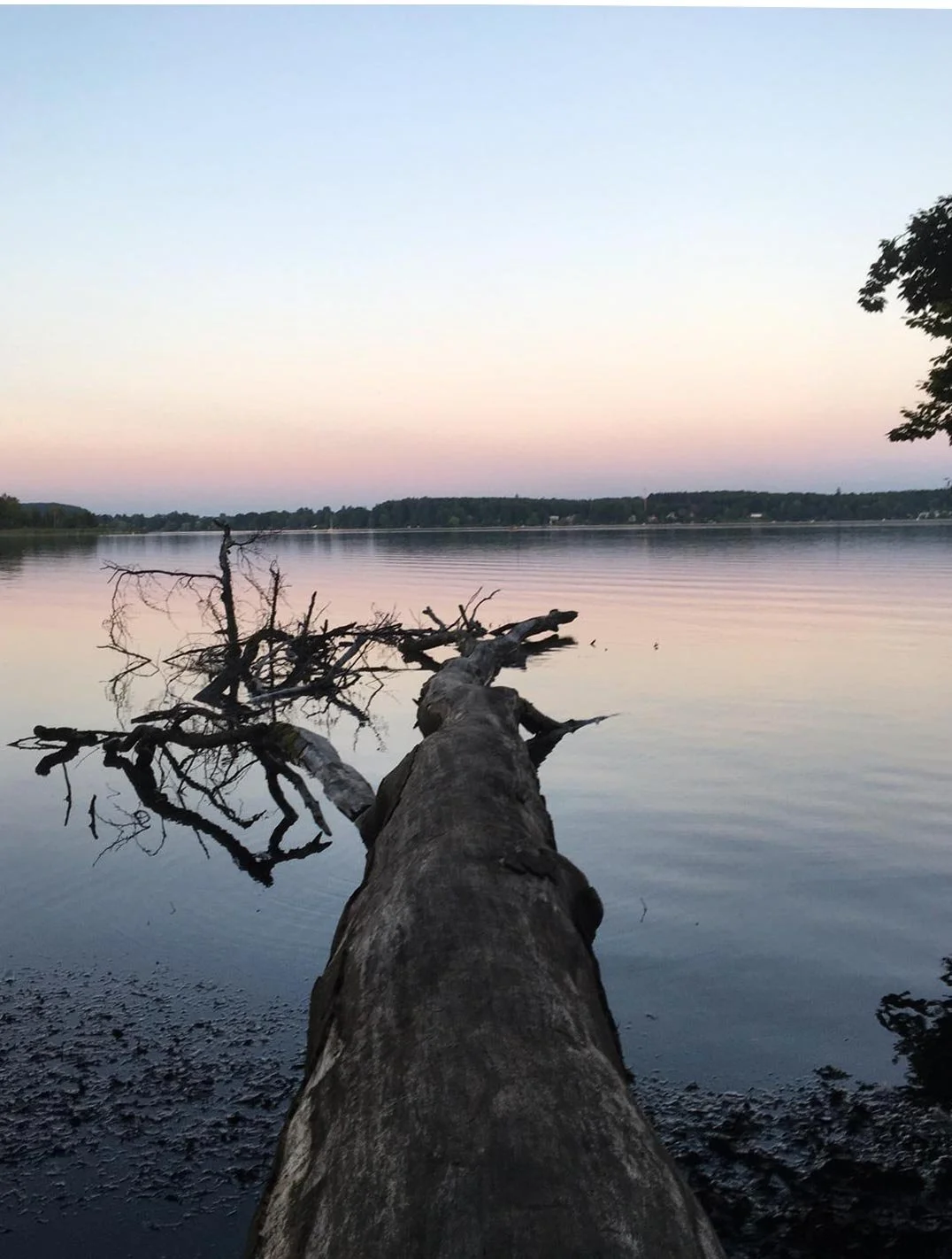 Ein umgestürzter Baumstamm ragt in einen stillen See. Am Horizont spiegelt sich das sanfte Abendlicht im Wasser.