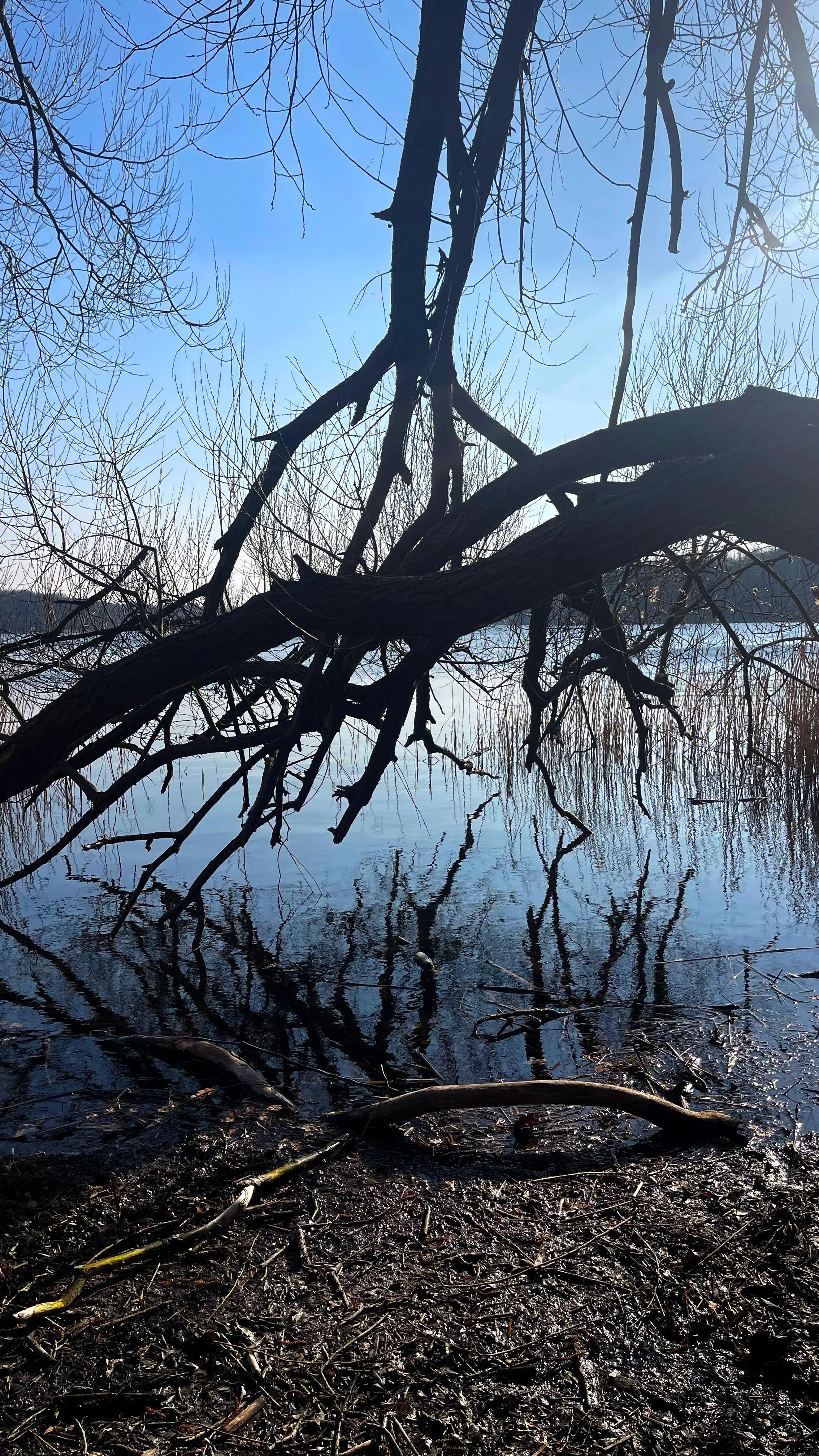 Verschlungene, kahle Äste eines Baumes über einem See, deren Spiegelungen sich mit den Zweigen im Wasser überlagern.