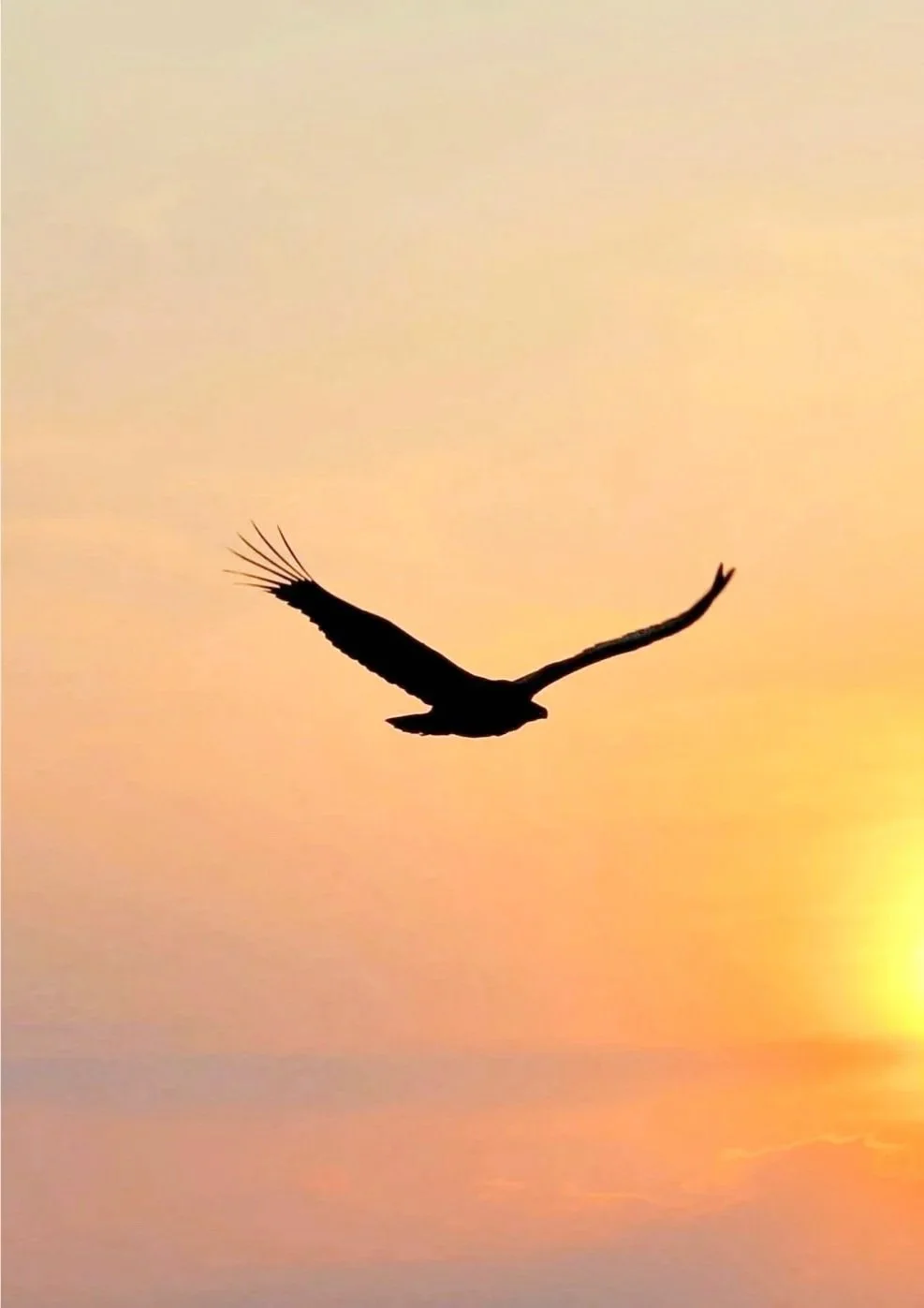 Symbolbild für einen Wendepunkt und Aufbruch: Ein Greifvogel schwebt mit ausgebreiteteten Schwingen vor  einem orange leuchtenden Himmel