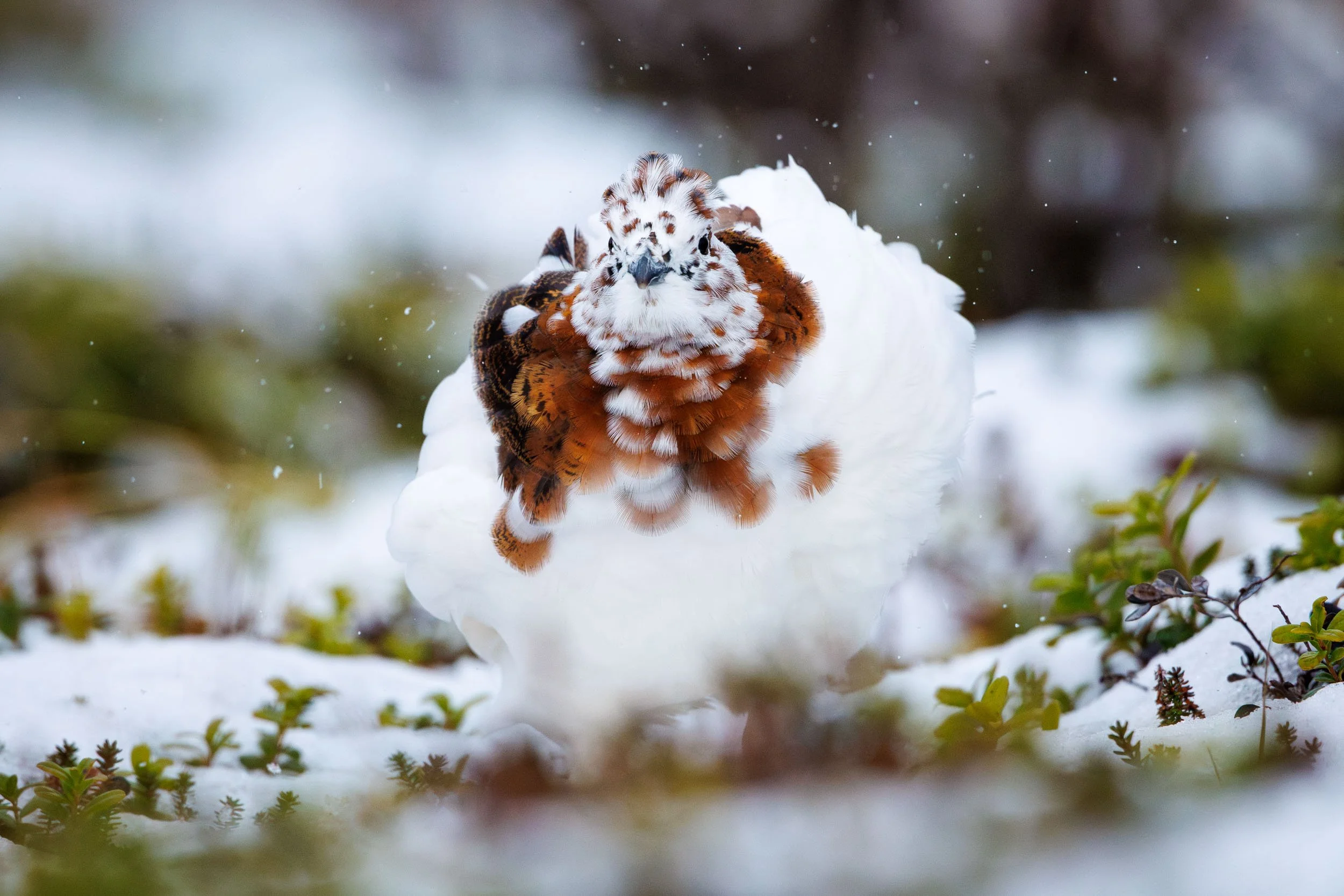 willow-ptarmigan-show-off.jpg