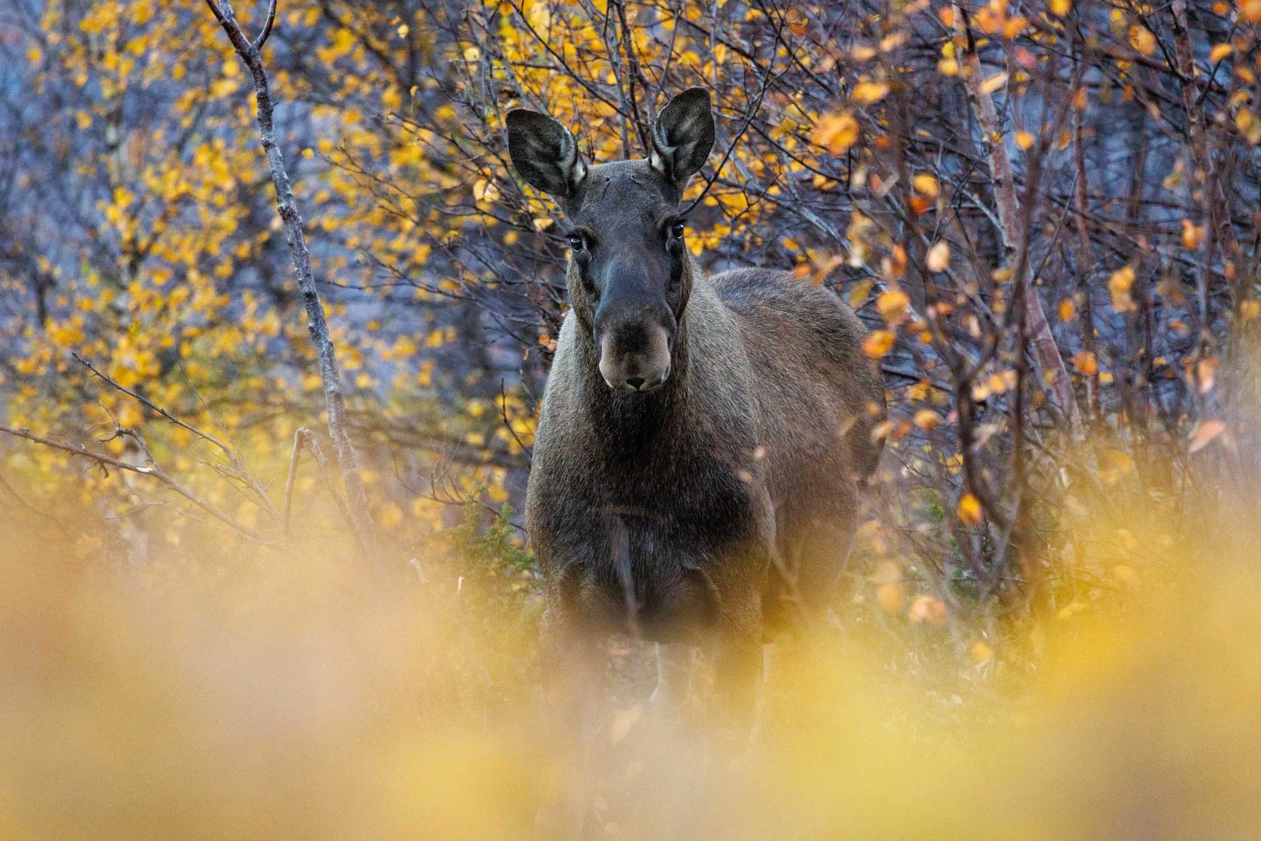 moose-in-autumn-colors.jpg