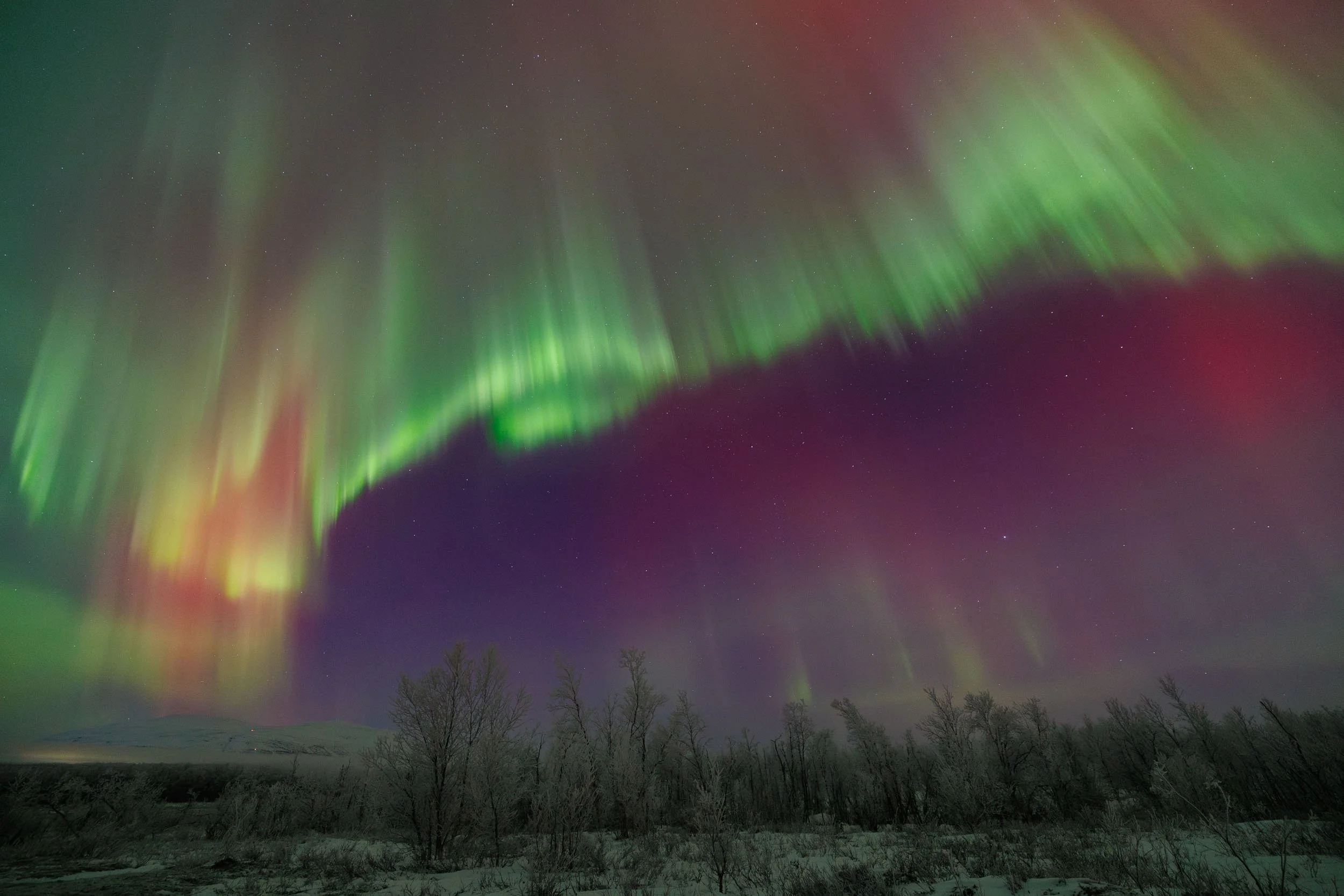 A big green, red and purple aurora dancing above the tundra in Abisko