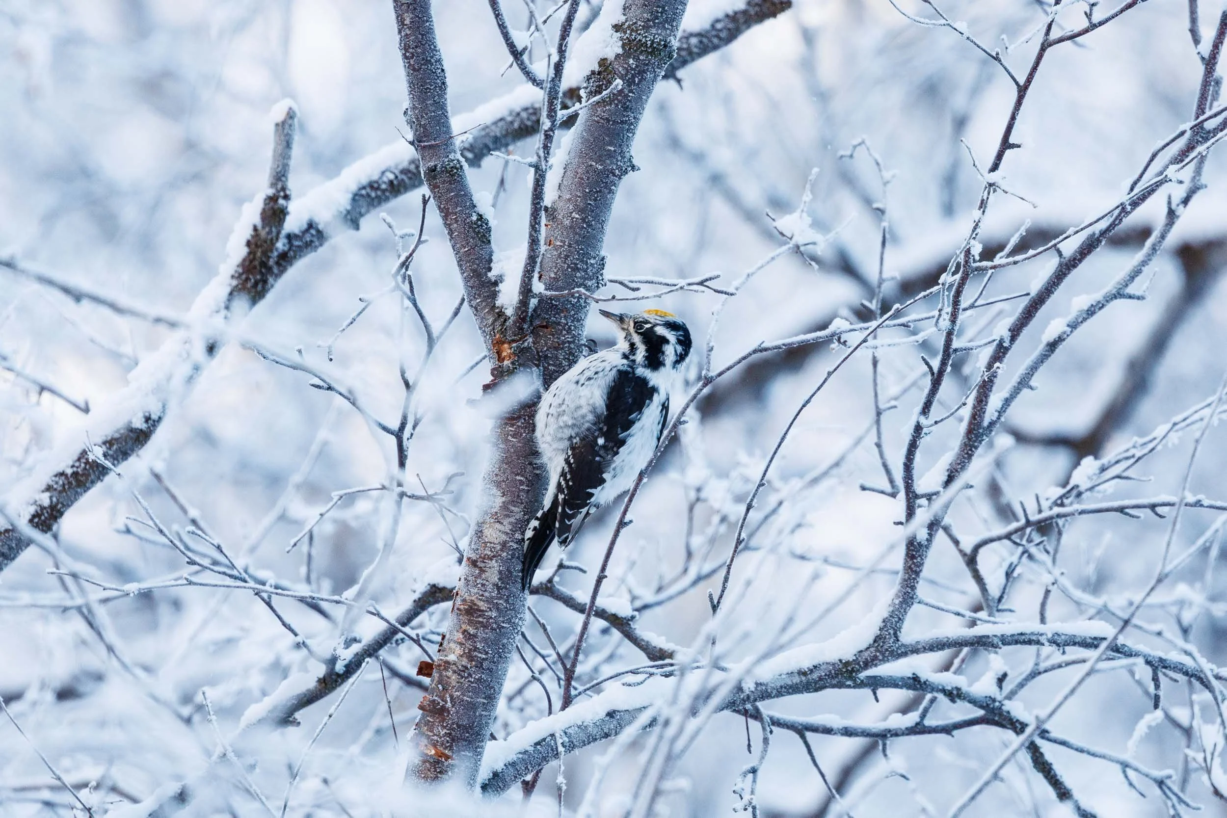 A three-toed woodpecker on the frozen birch trees in the Abisko national park