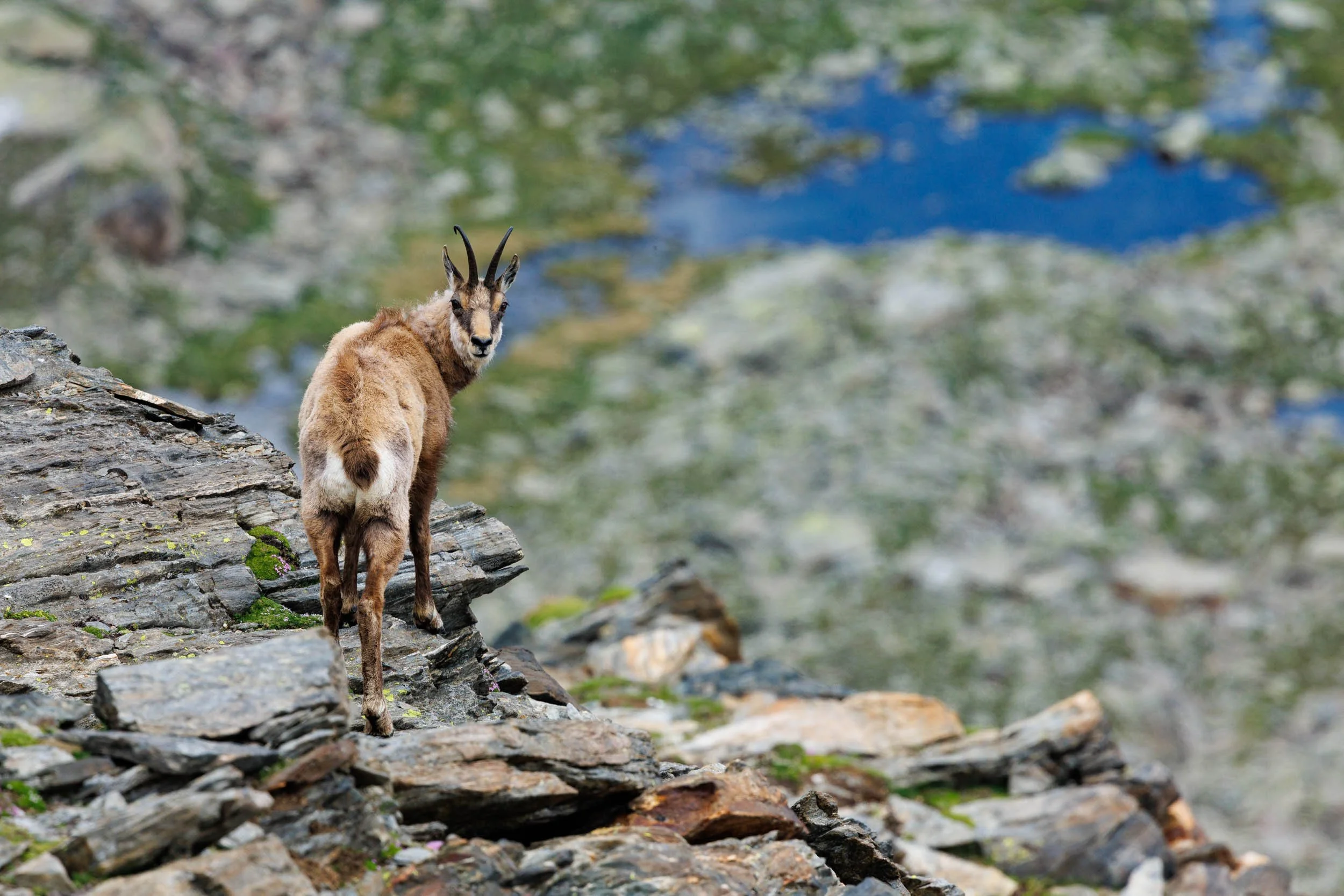 Rupicapra Rupicapra, Gran Paradiso N.P, Italy 