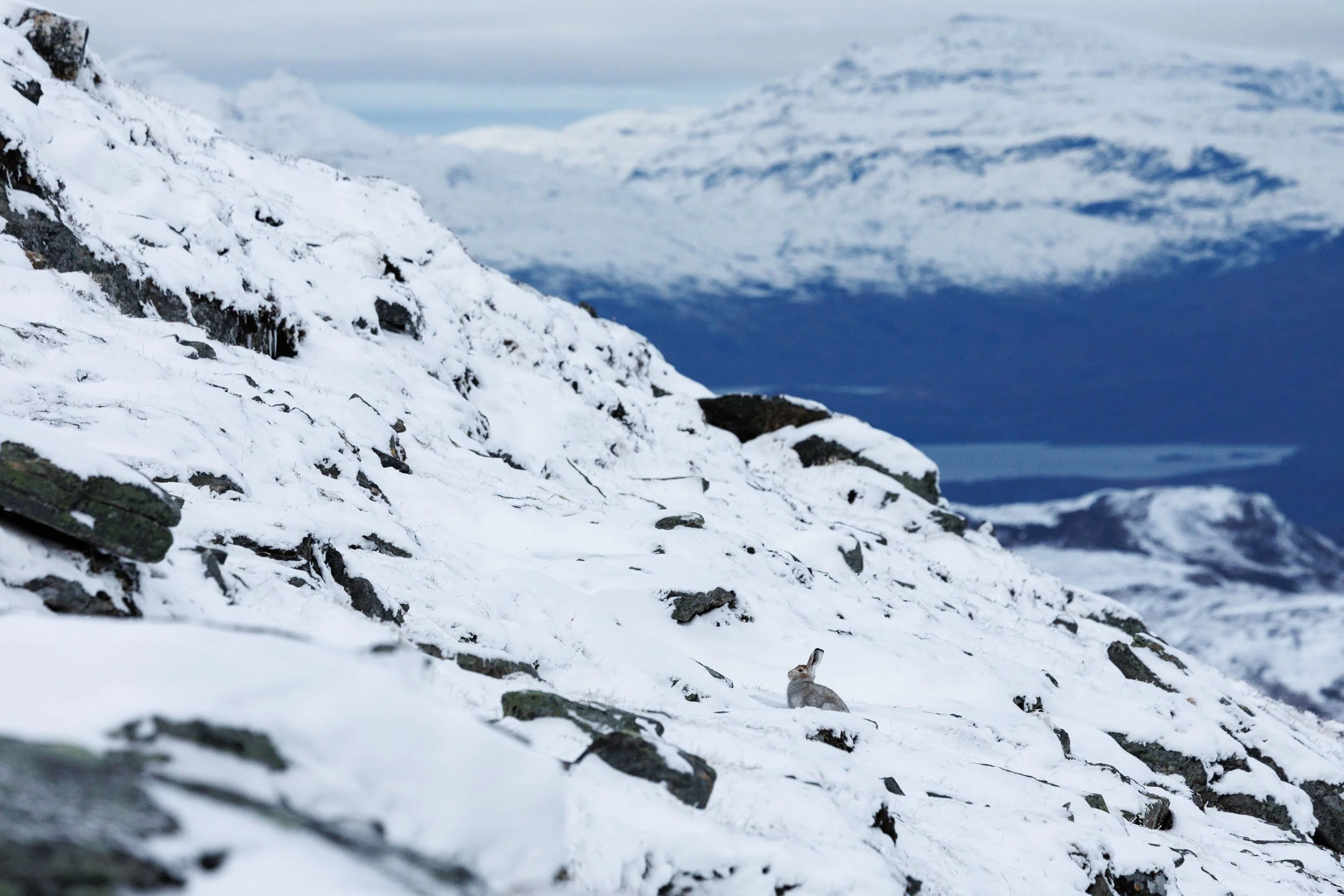 snow-hare-transitioning-in-snow.jpg