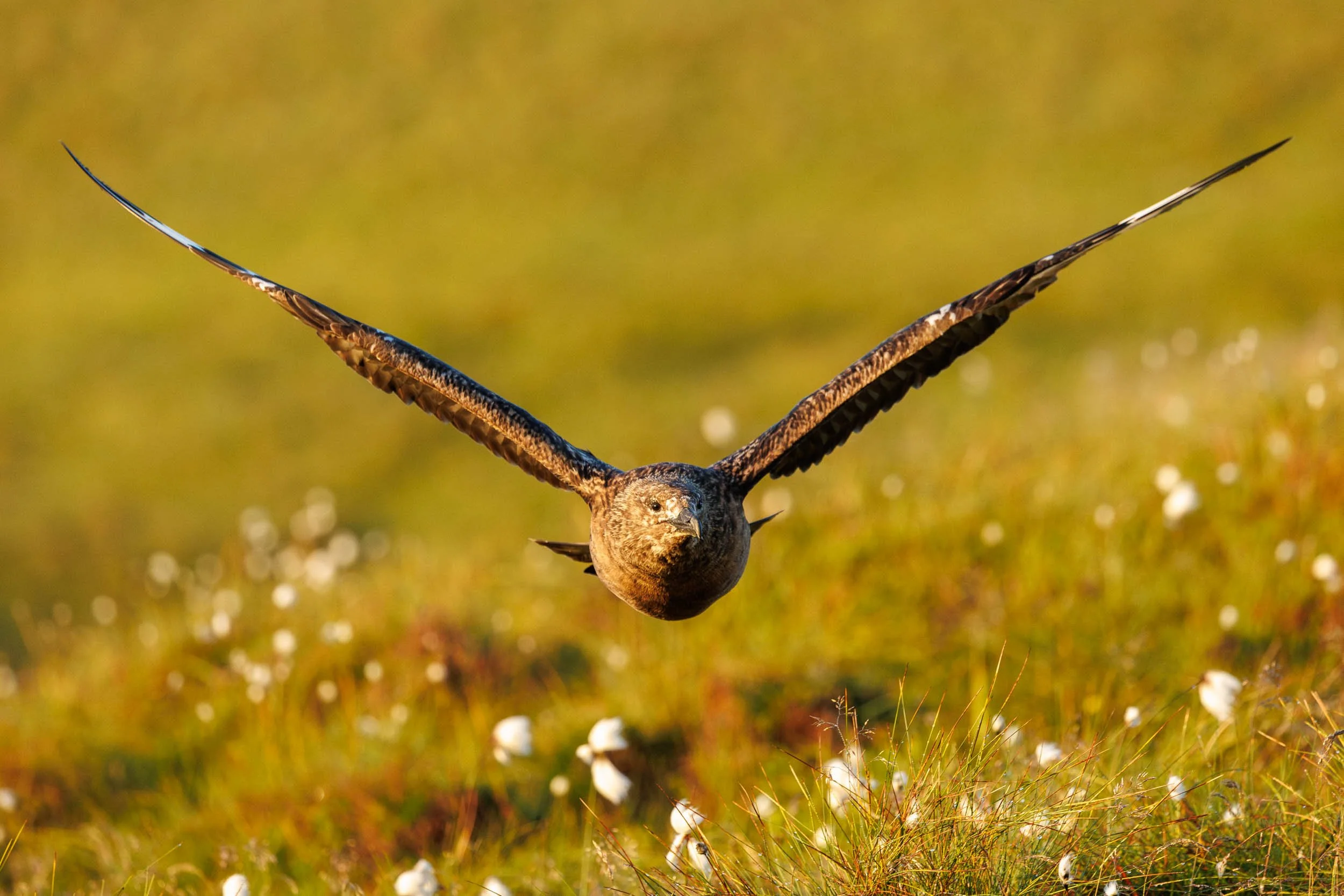 Great Skua, Runde Island, Norway