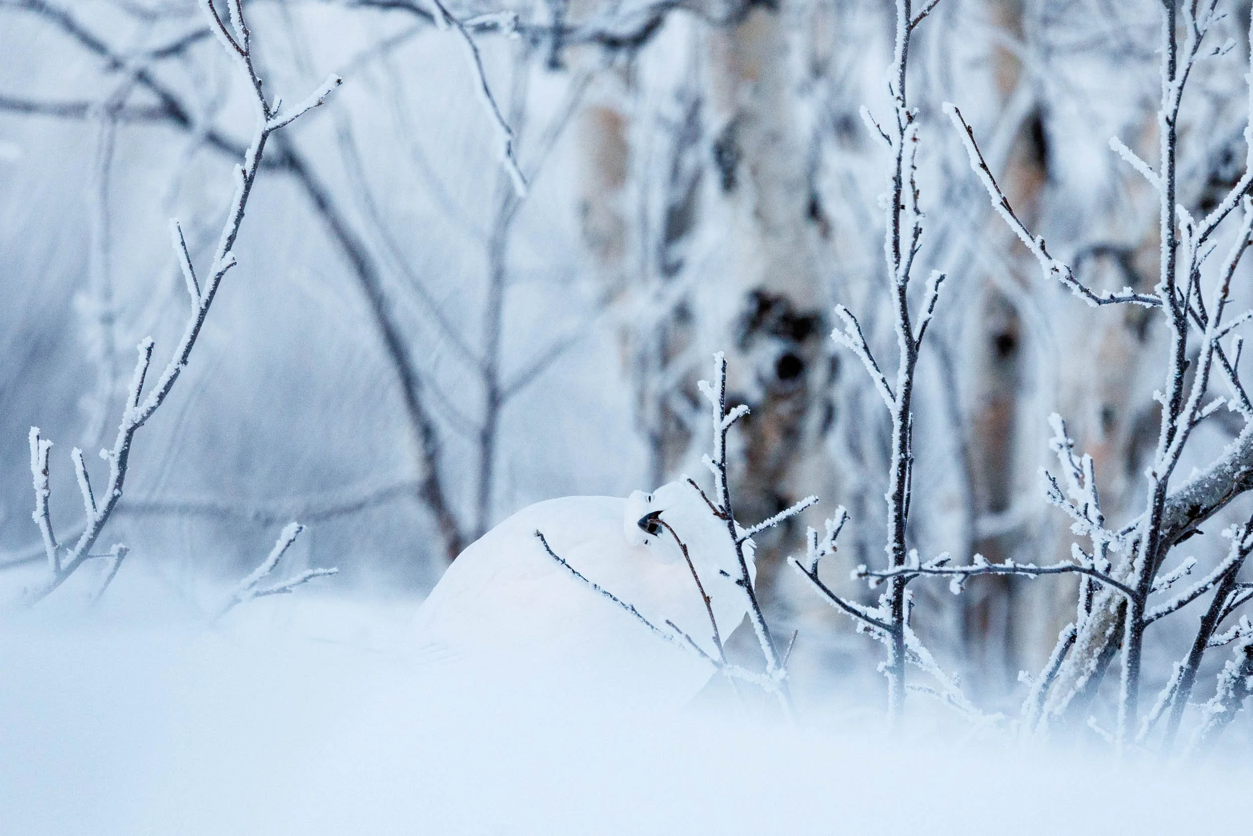 A willow ptarmigan is eating little birch trees in the Abisko national park