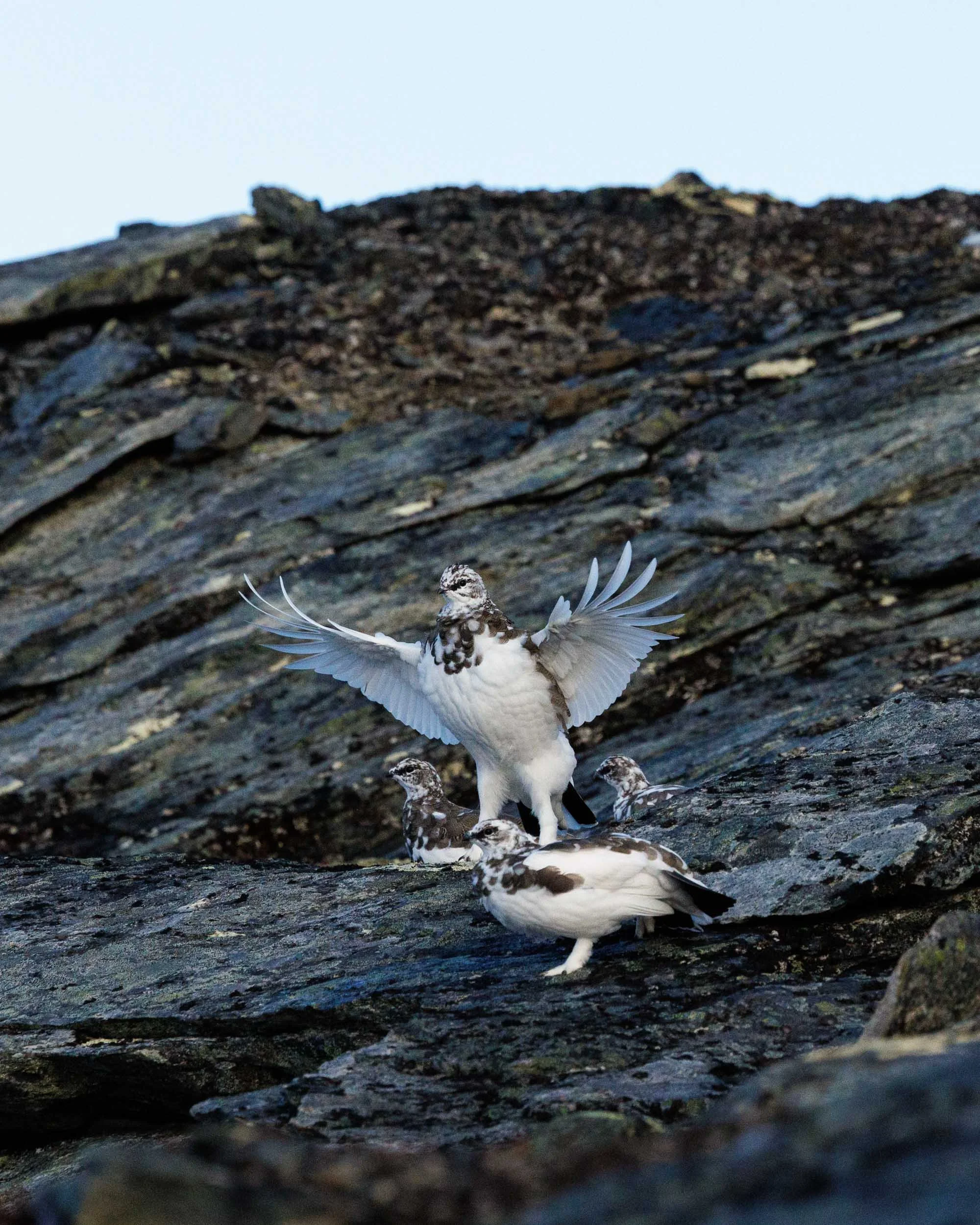 rock-ptarmigans-transition.jpg