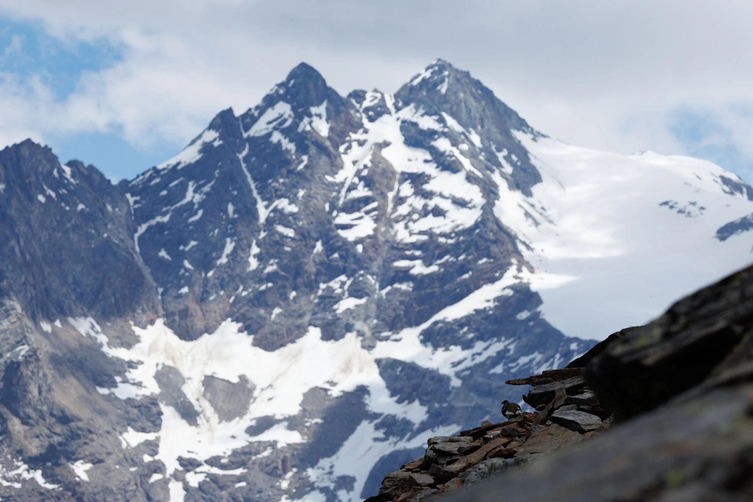 Rock ptarmigan, Gran Paradiso N.P, Italy
