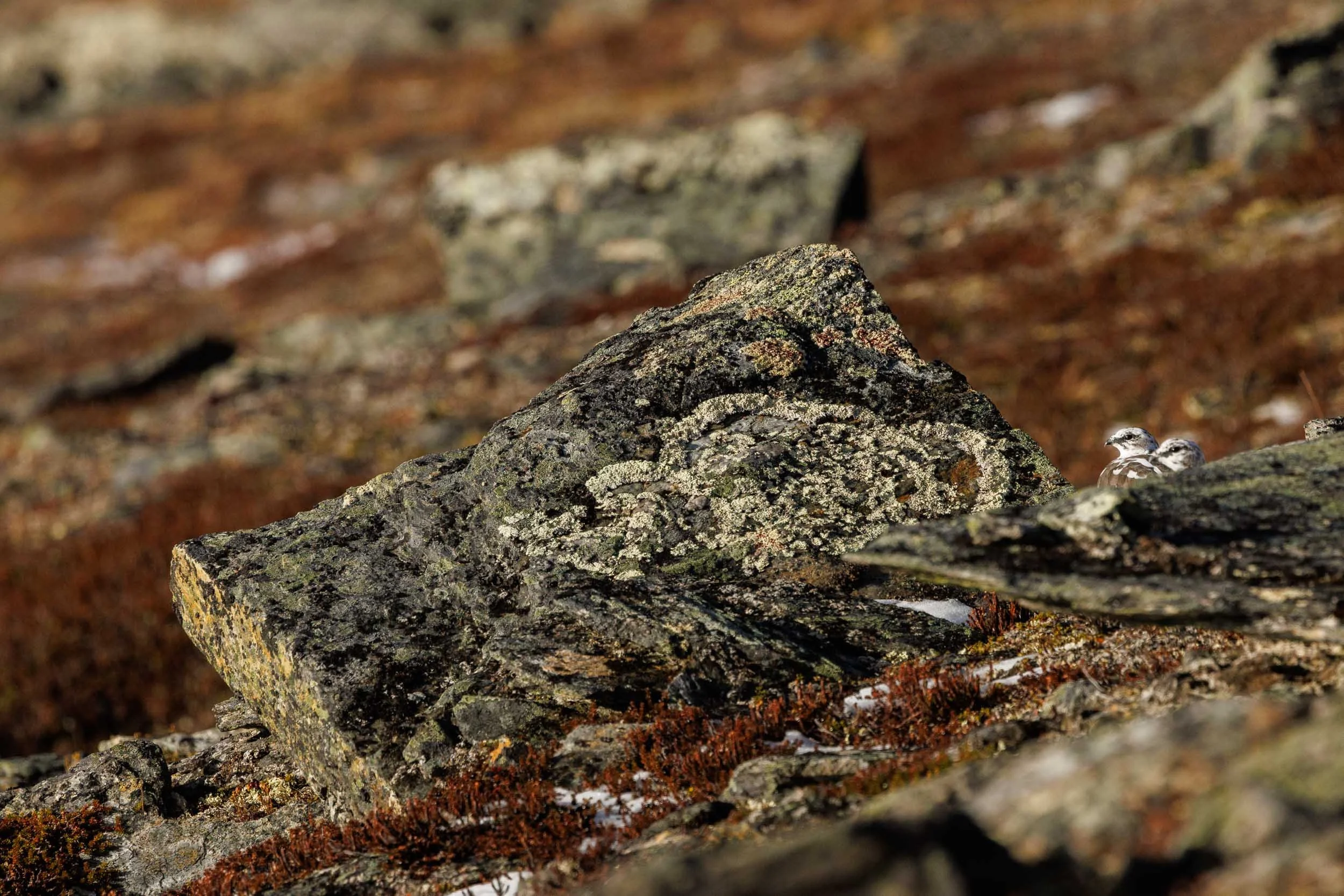 rock-ptarmigans-hiding-rocks.jpg