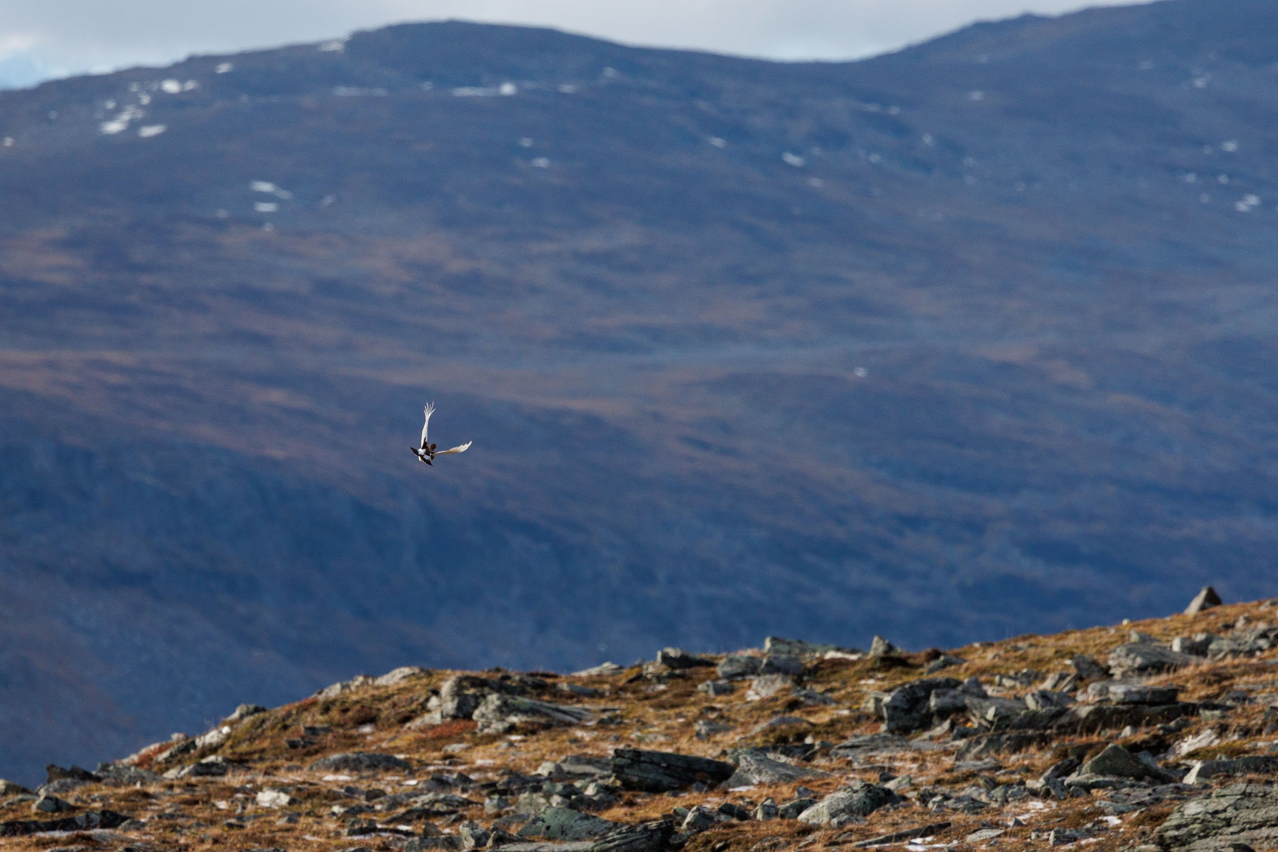ptarmigan-flying-njulla.jpg