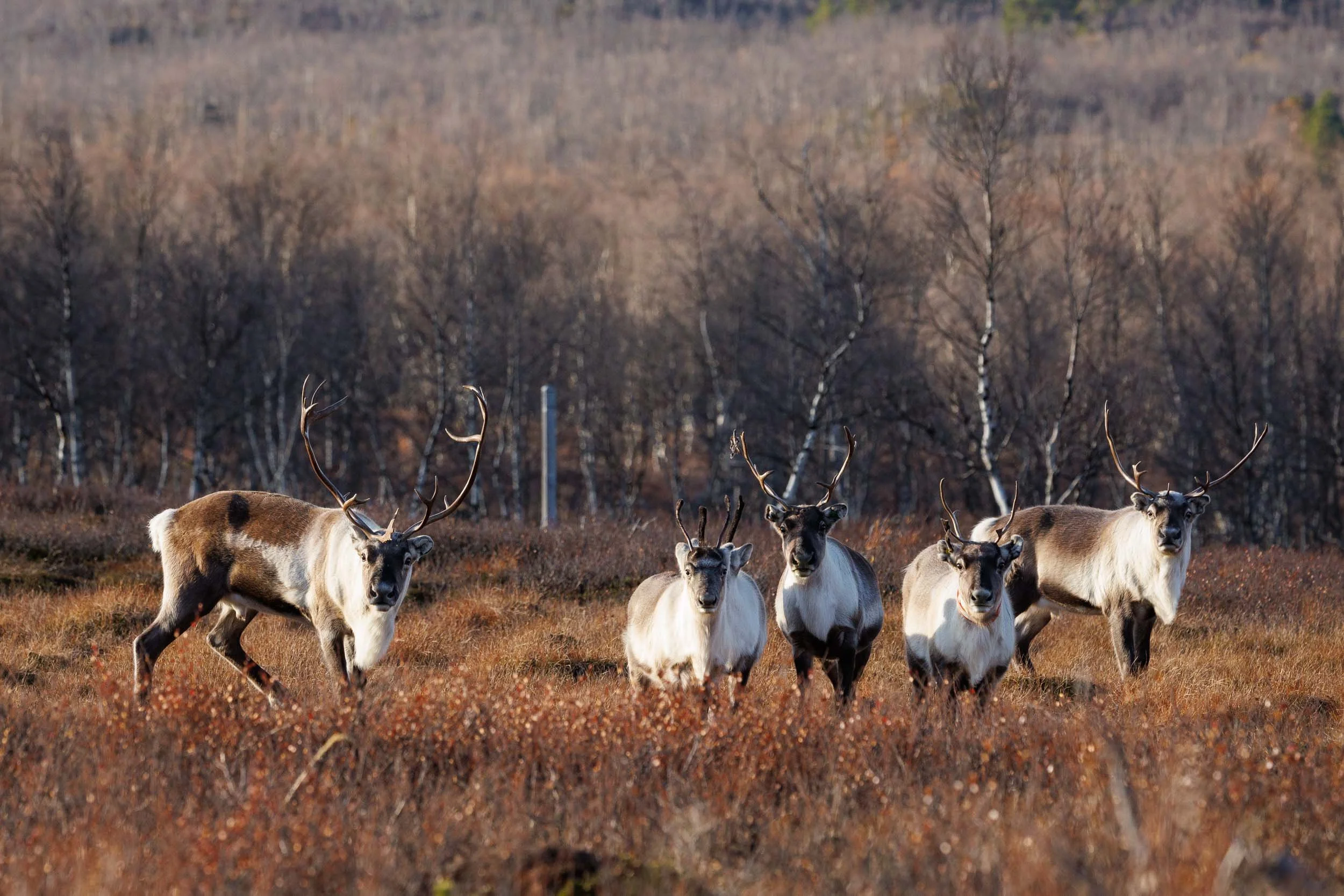 reindeer-in-abisko-national-park.jpg