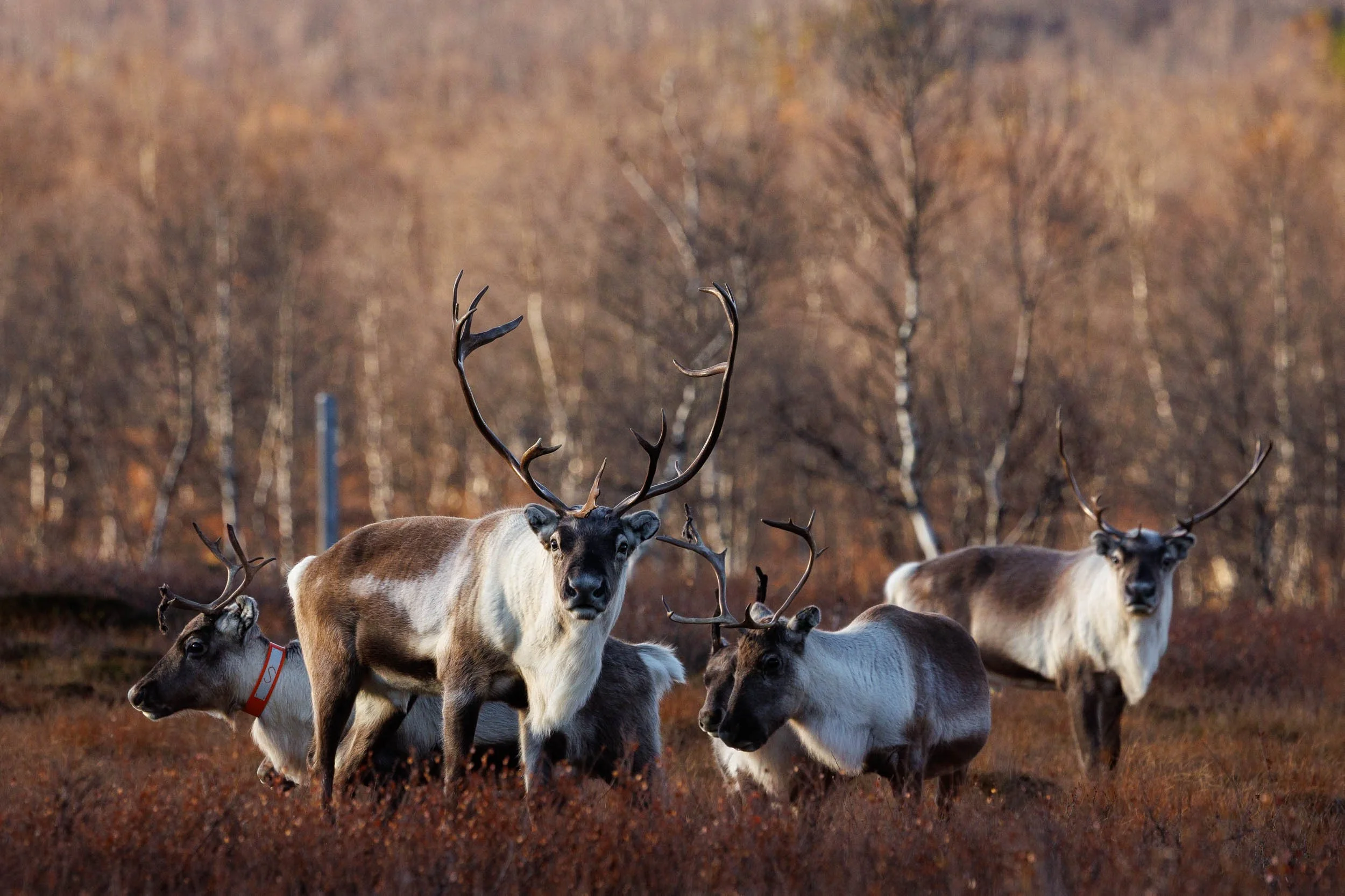 reindeer-group.jpg