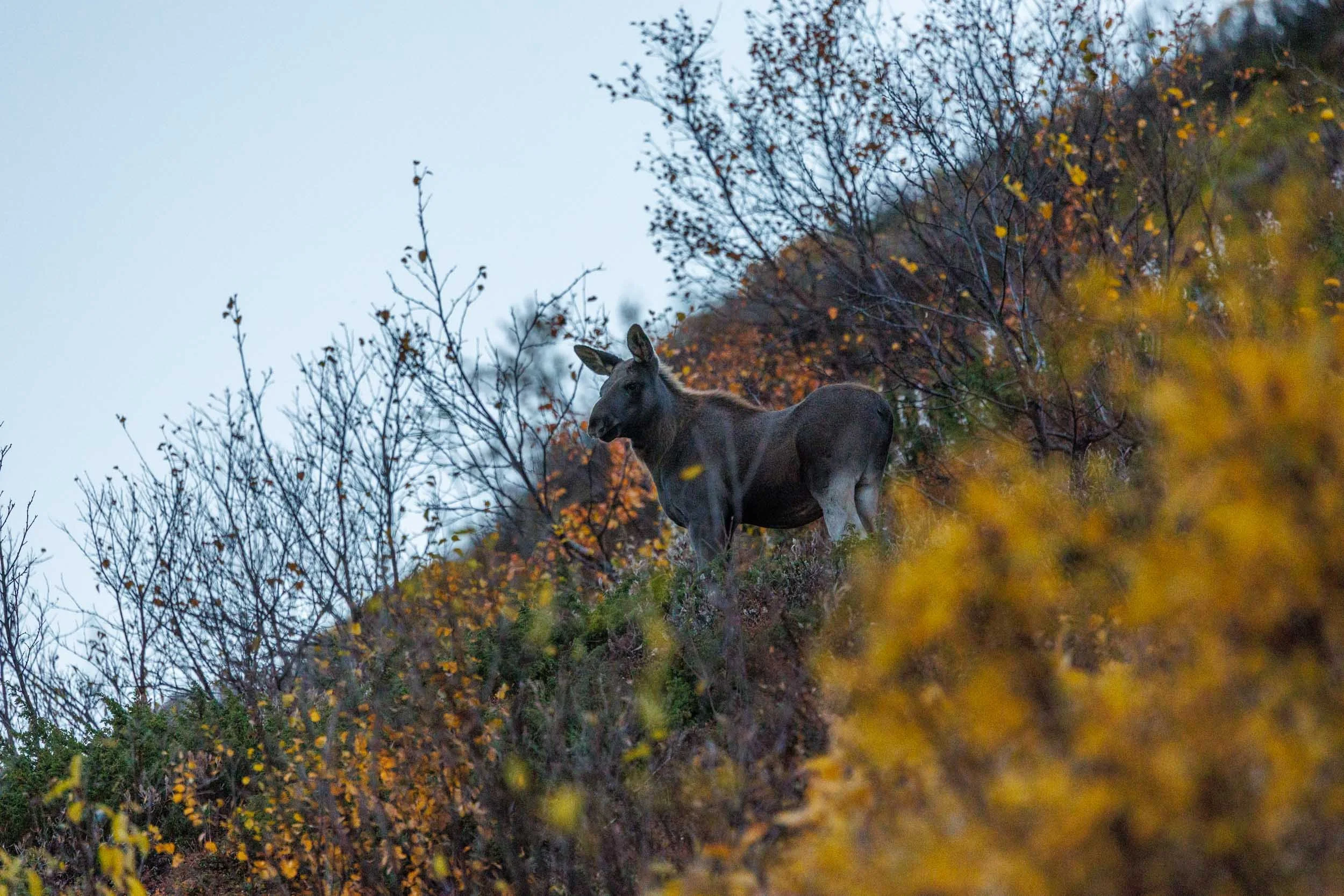 young-moose-in-autumn.jpg