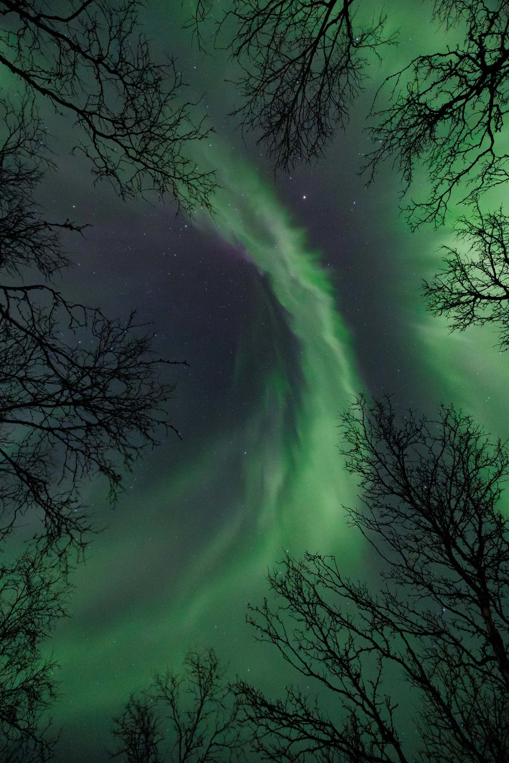 A  very active green and pink aurora is dancing over the birch trees of the Abisko national park