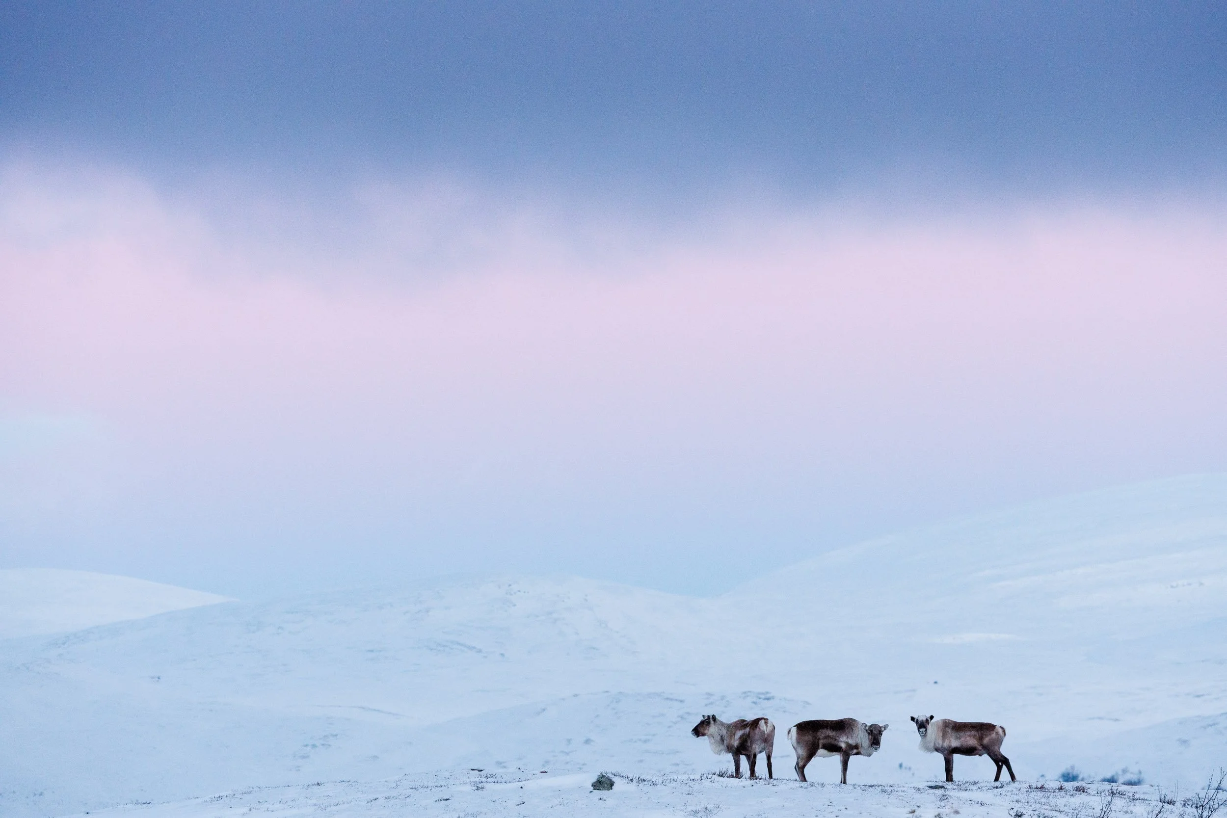 Group of 3 male reindeer standing on the top of a mountain with a pink sky as a background