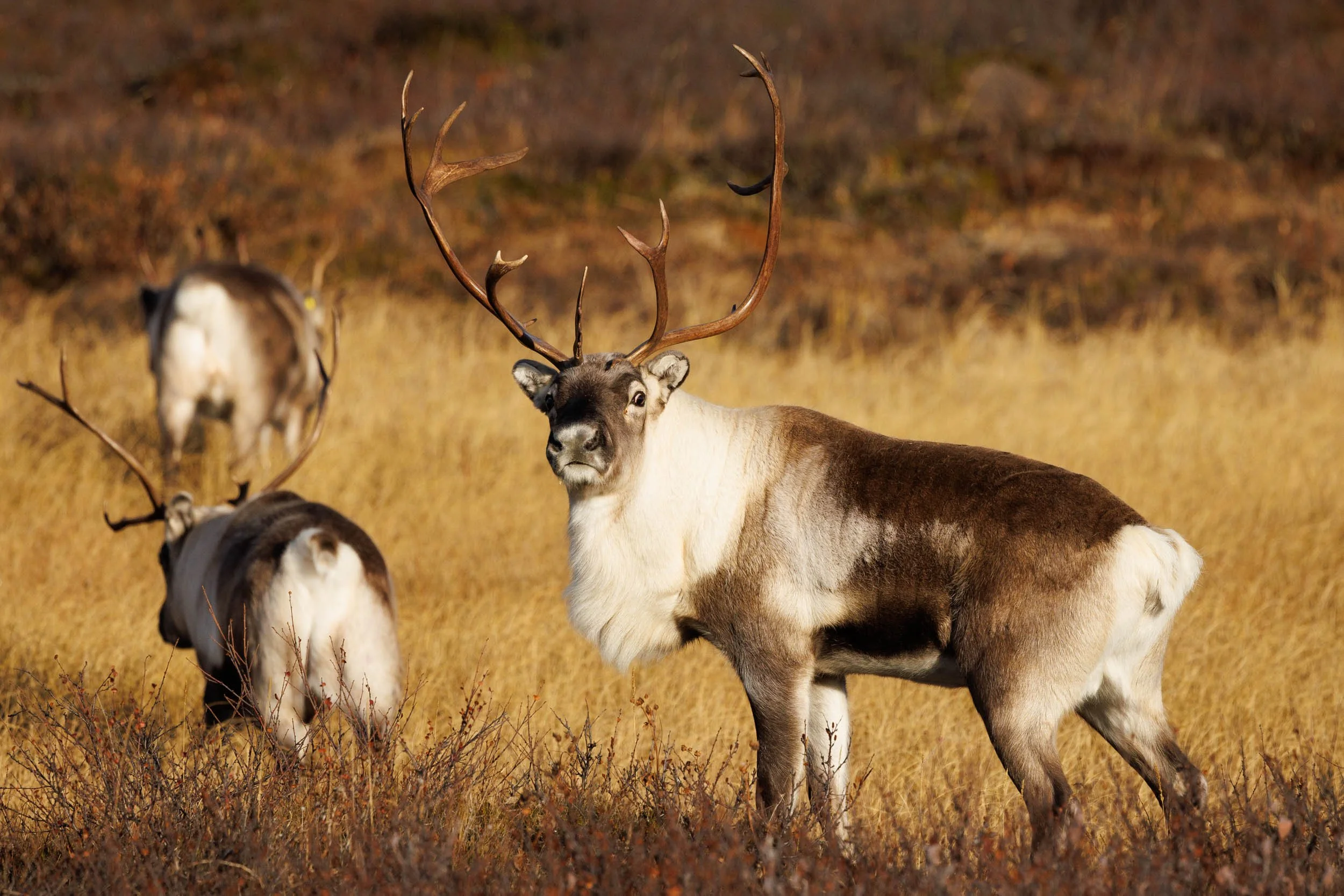 male-reindeer-autumn.jpg
