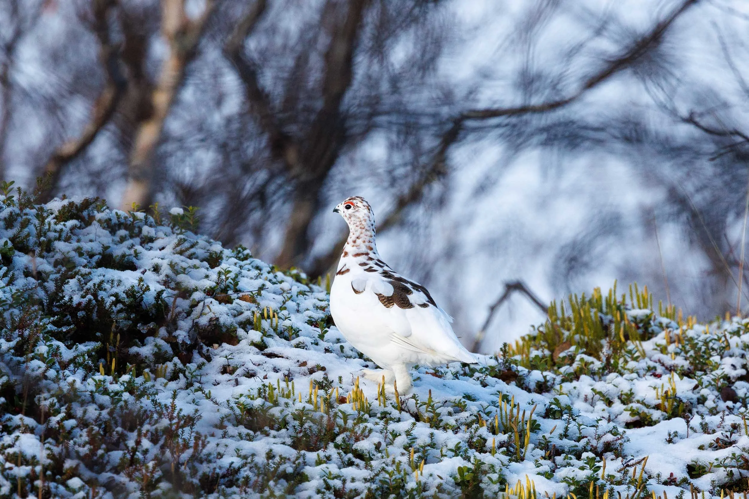 willow-ptarmigan-transition.jpg