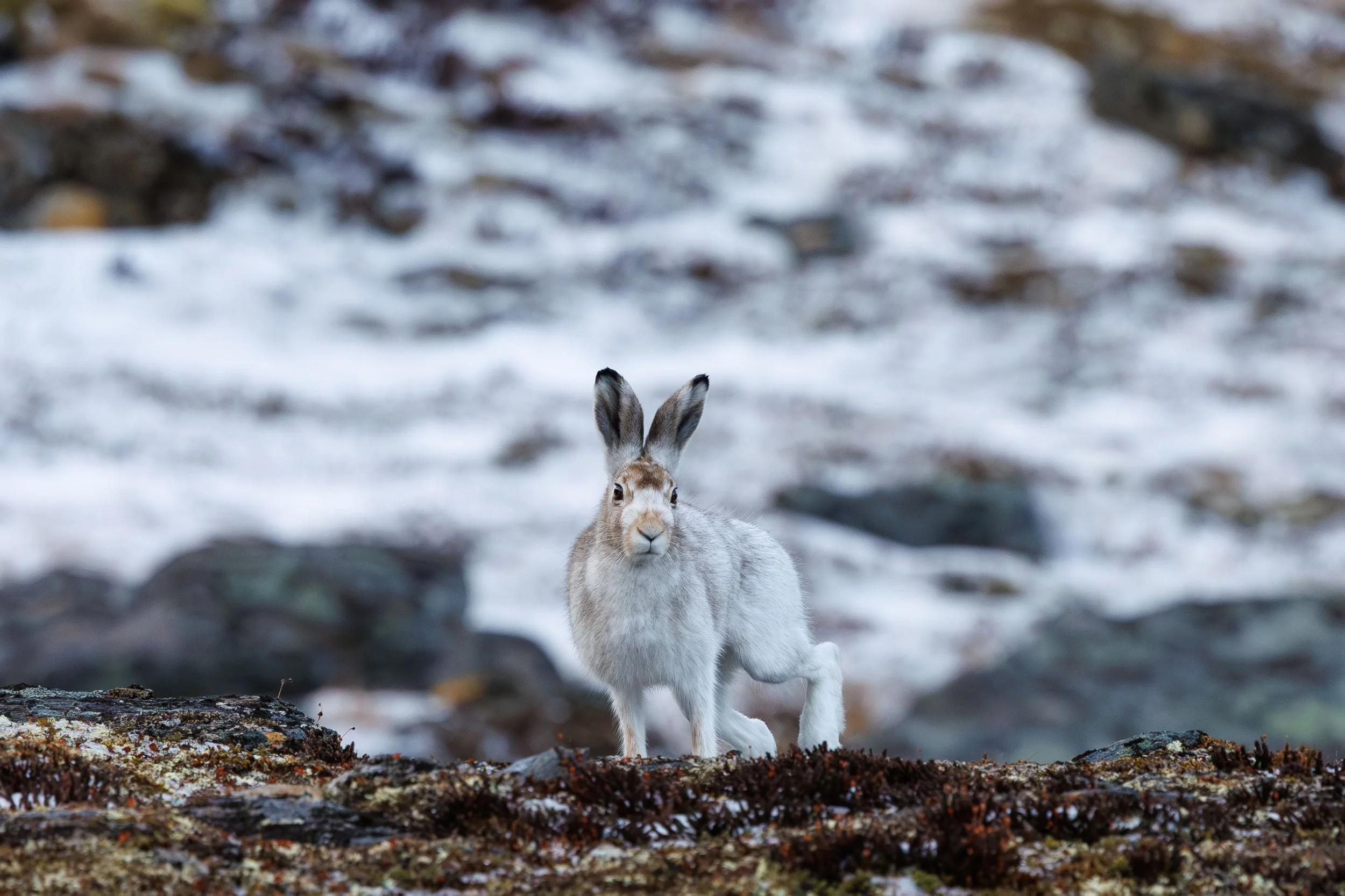 snow-hare-in-transition.jpg