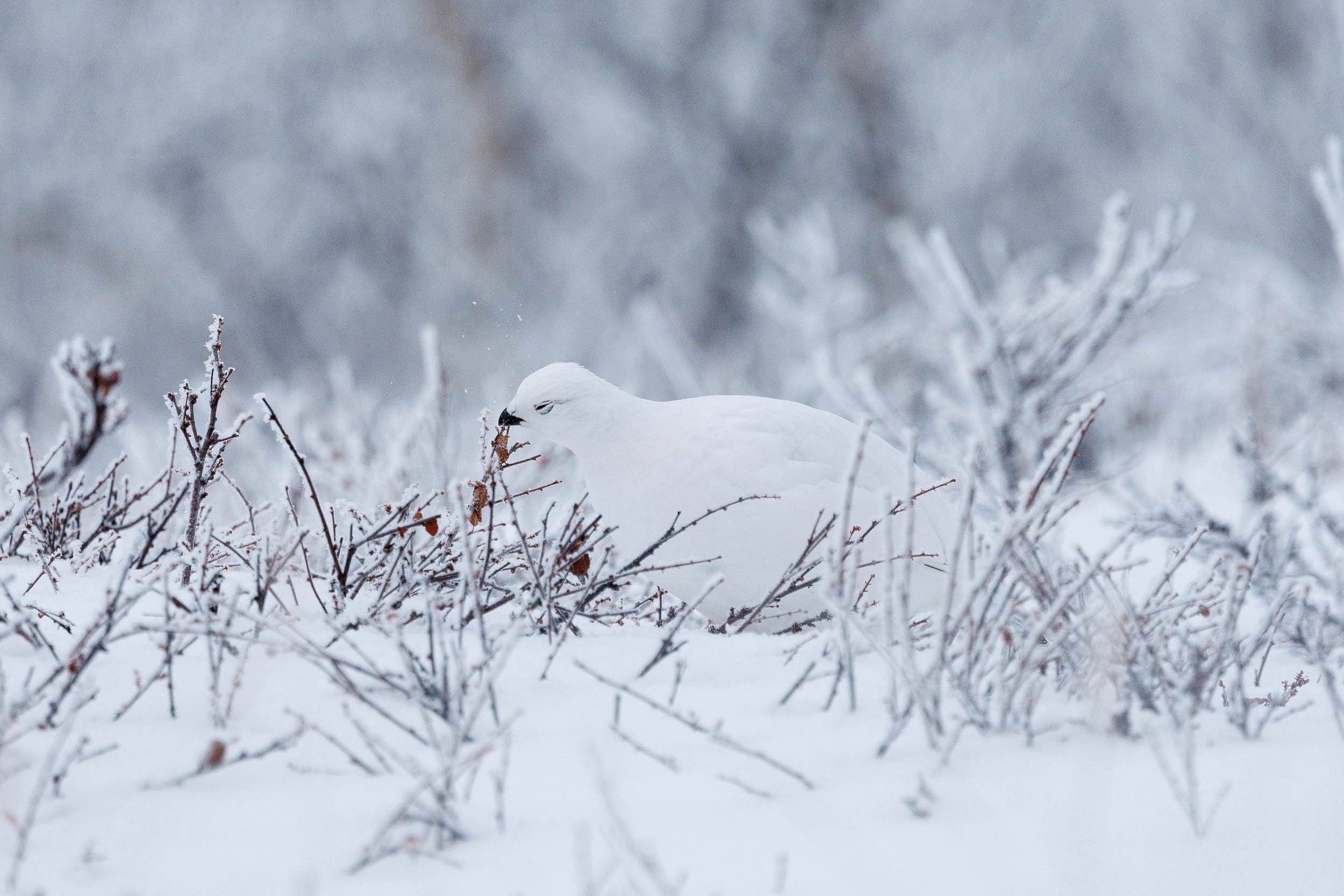 A willow ptarmigan is eating in the frosted environment of the Abisko national park
