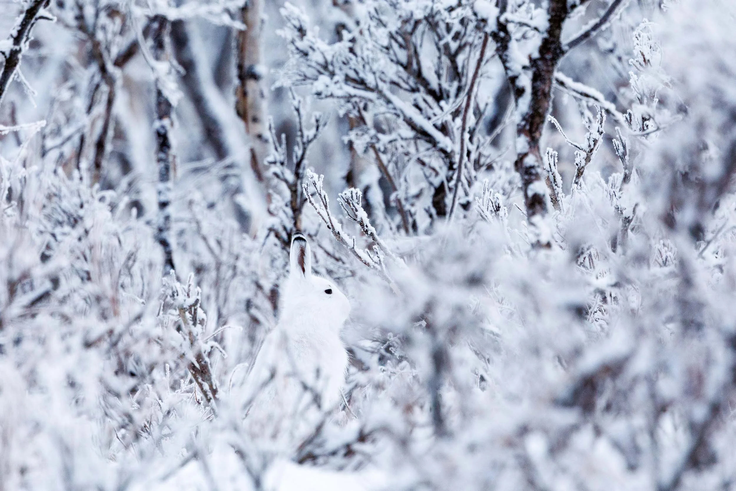 A snow hare is blending into the frozen landscape in Abisko national park