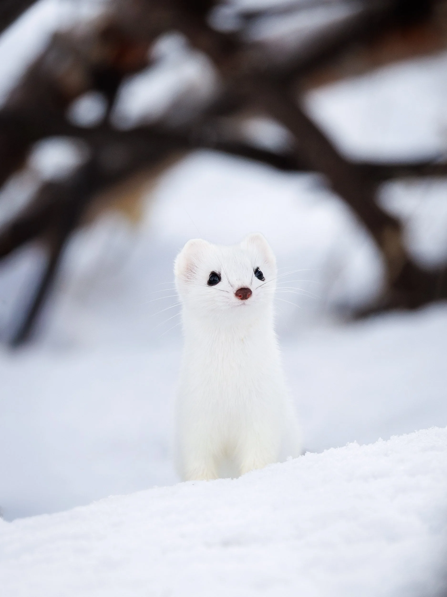 ermine.jpg