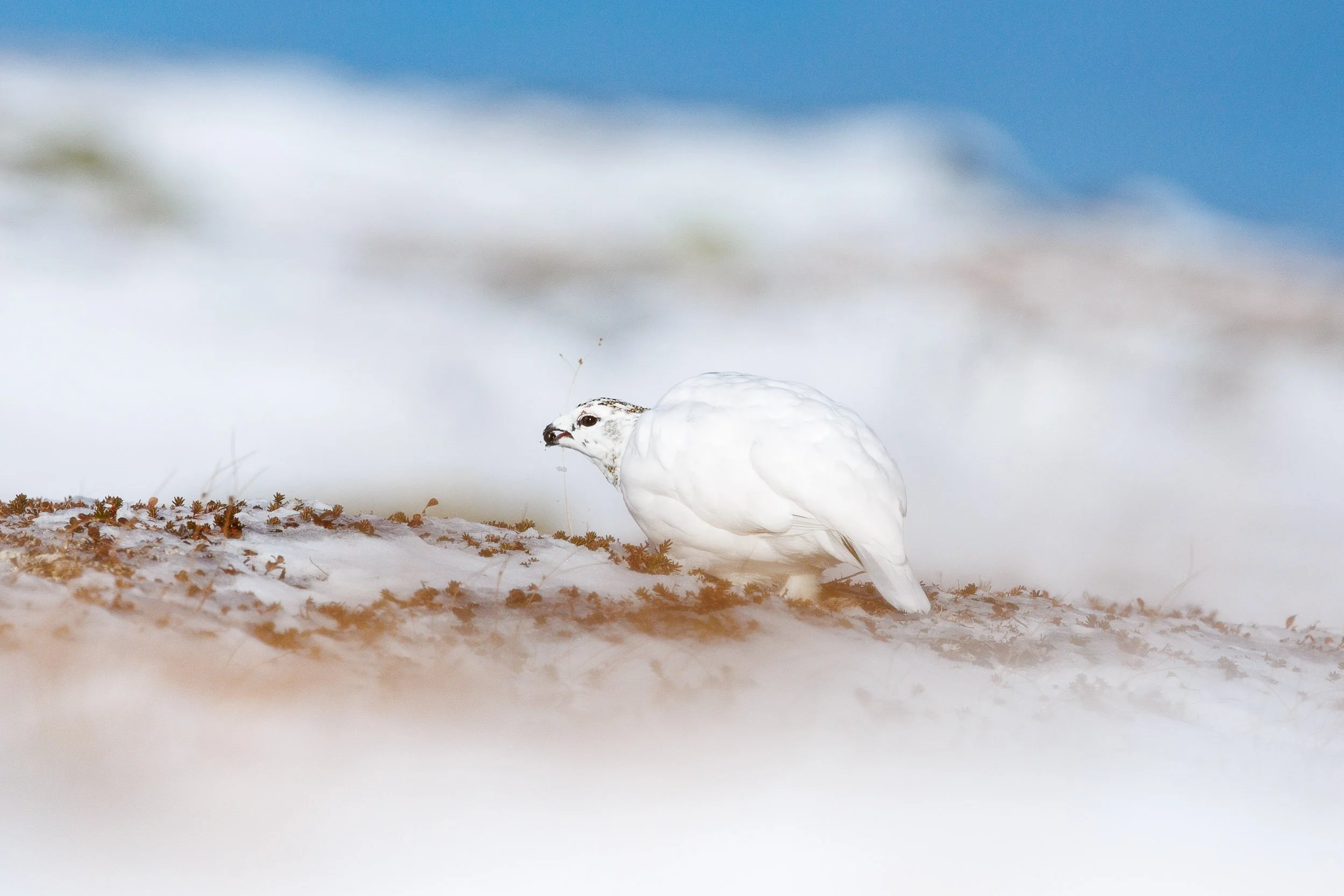 rock-ptarmigan-eating-berries.jpg