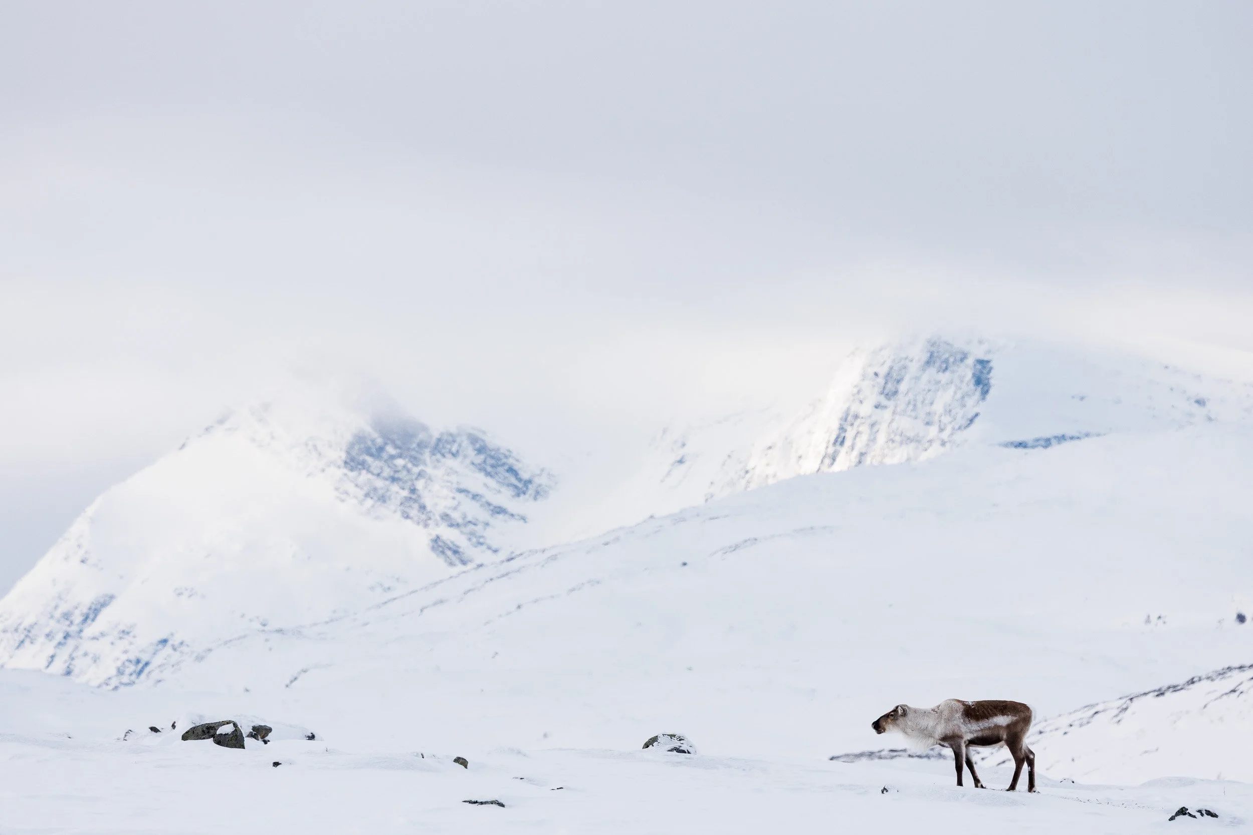 A lone male reindeer on the norvegian mountains