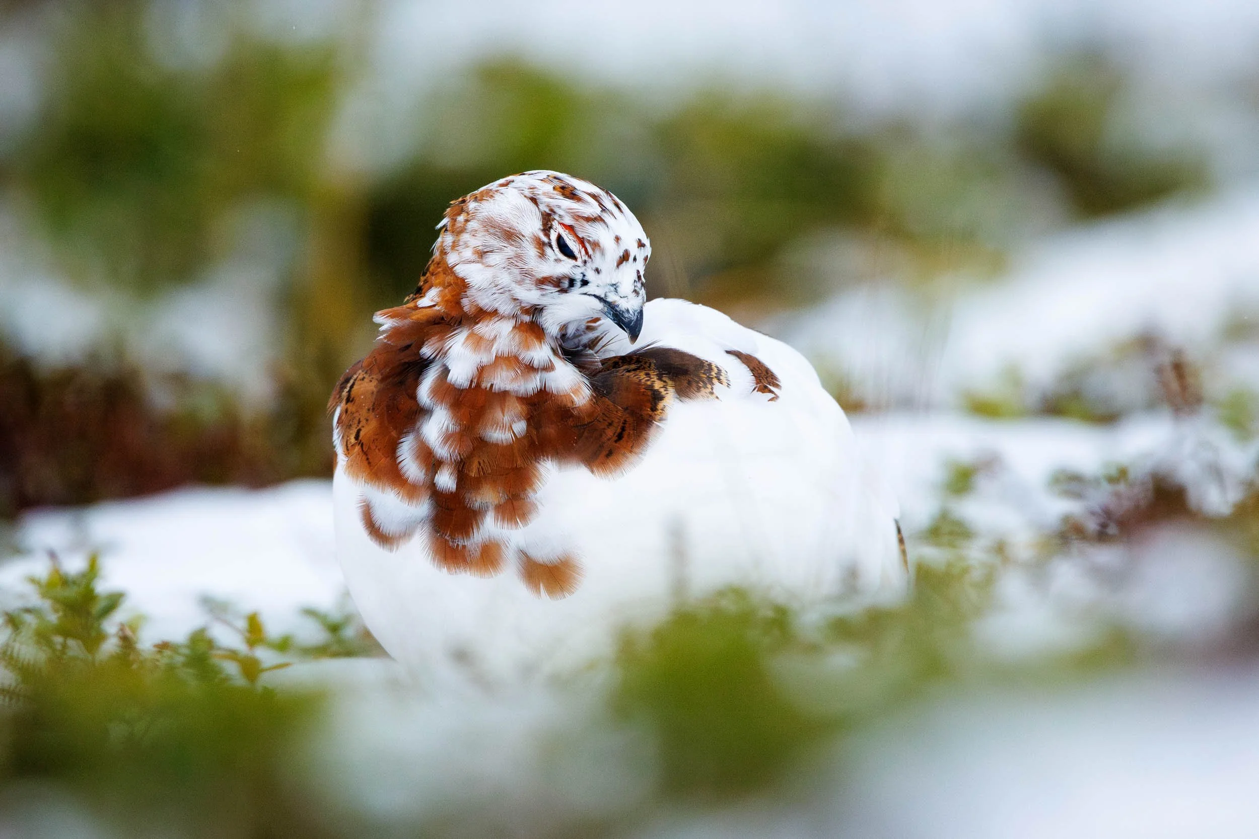 willow-ptarmigan-beauty.jpg