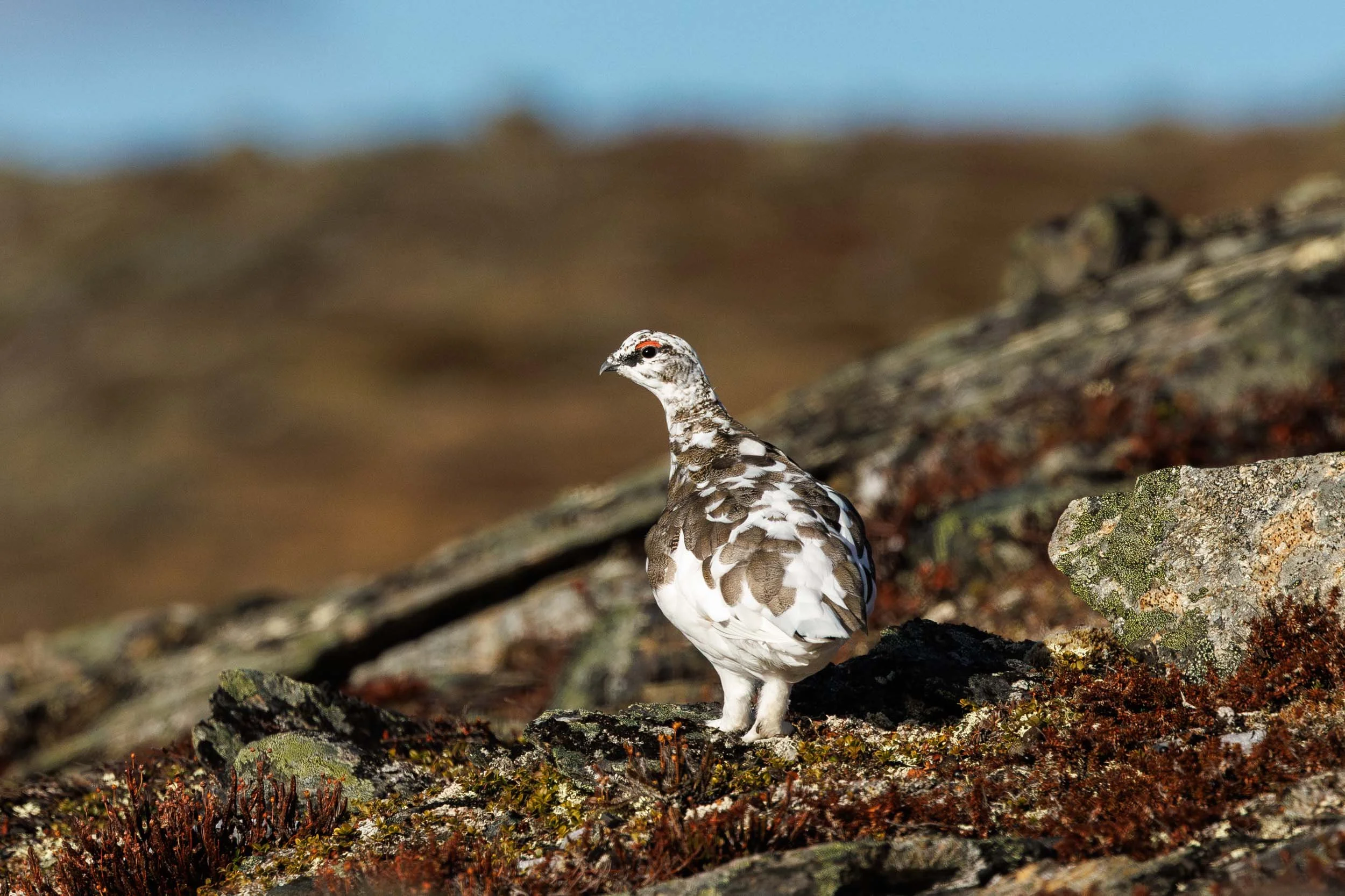rock-ptarmigan-portrait.jpg