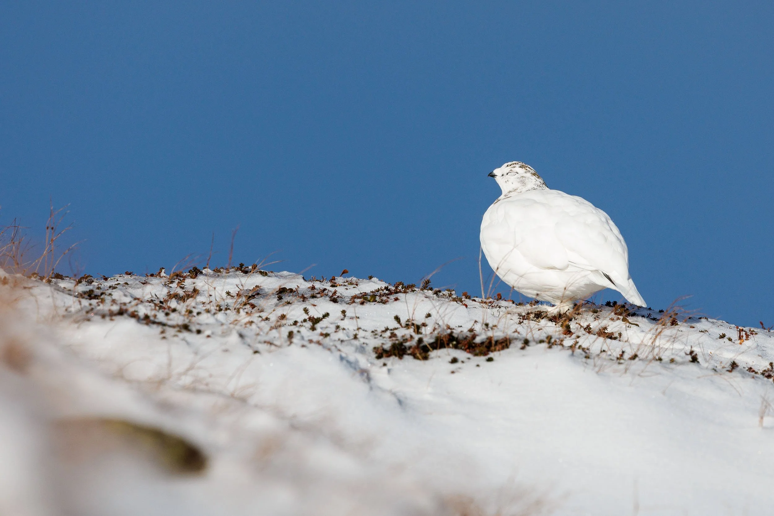 rock-ptarmigamn-on-the-mountains.jpg