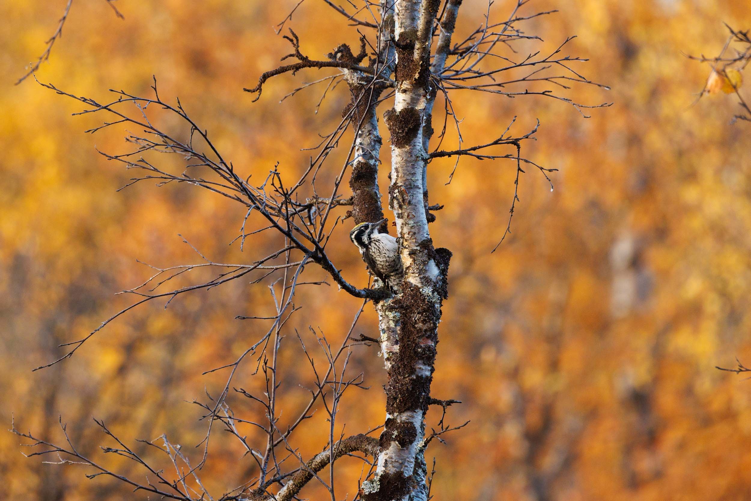 A woodpecker perched on a tree trunk with bare branches, with an autumnal background of orange and yellow blurred foliage.