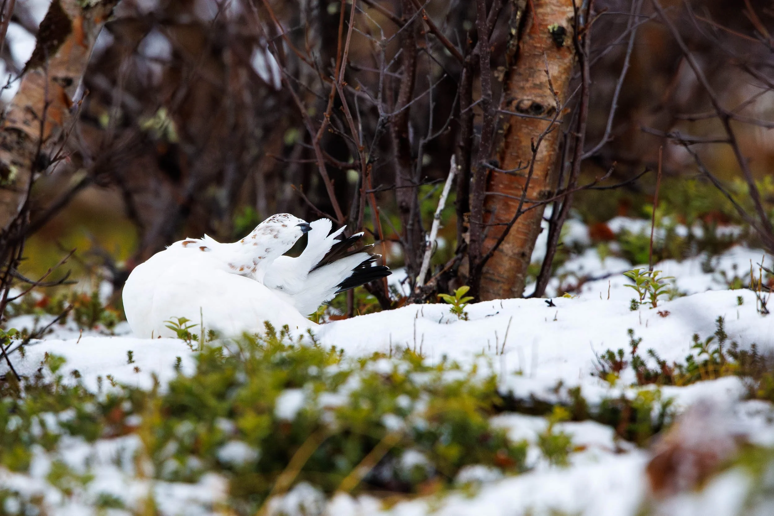 willow-ptarmigan-cleaning-session.jpg