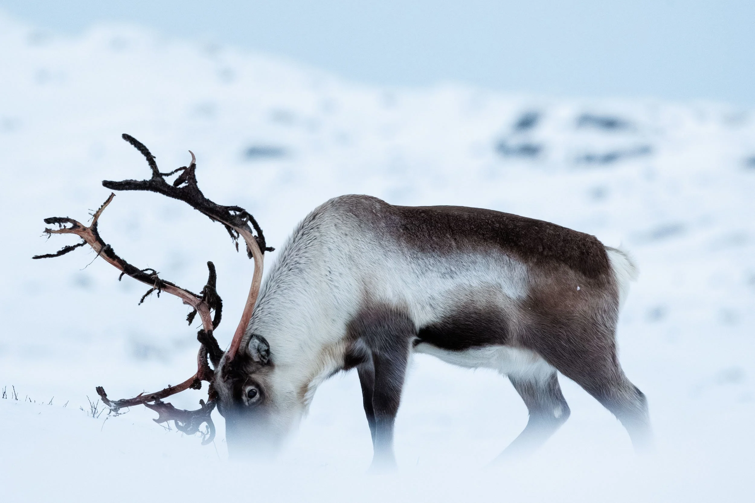 Portrait of a male reindeer on the mountains in winter