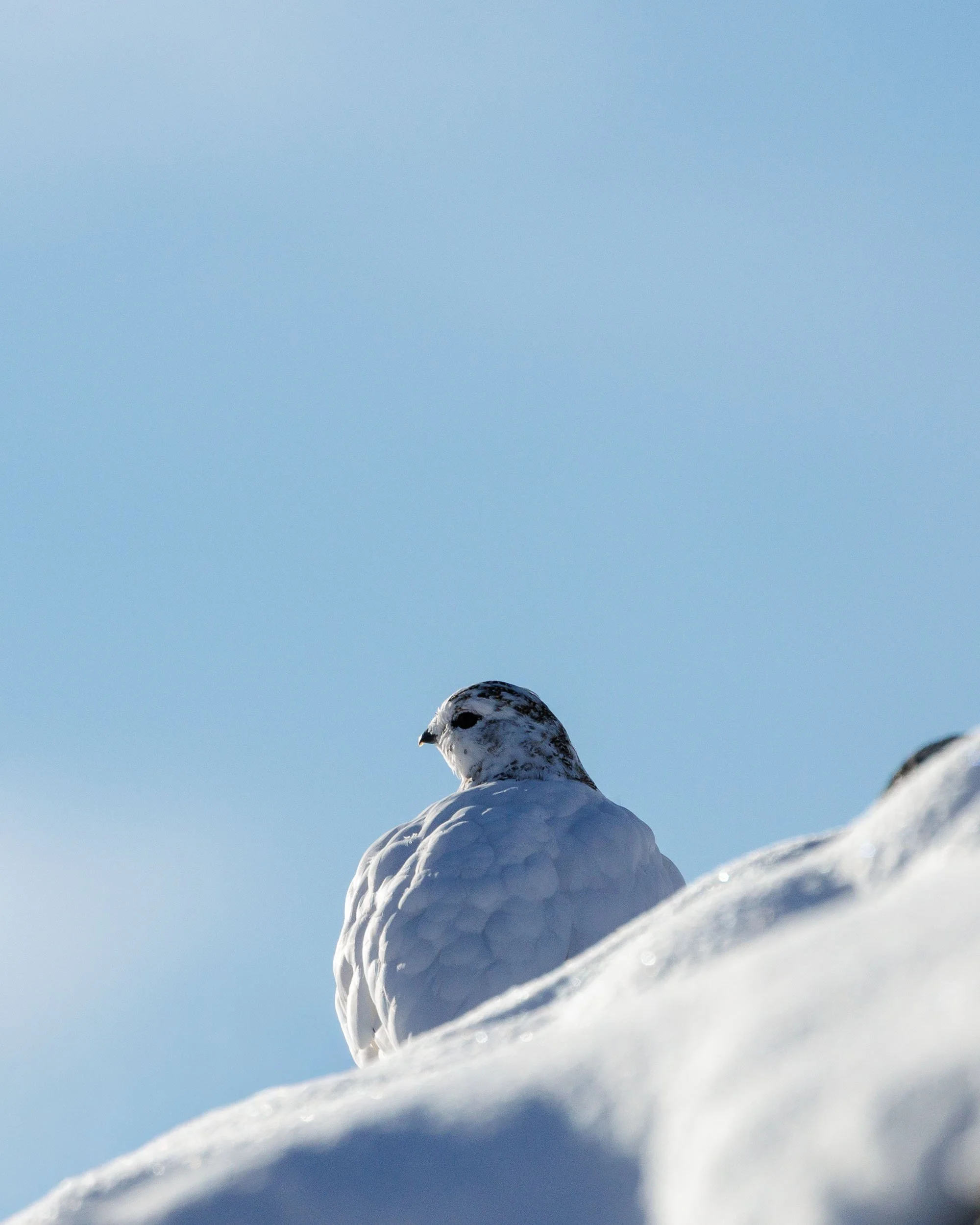 rock-ptarmigan-abisko-national-park.jpg