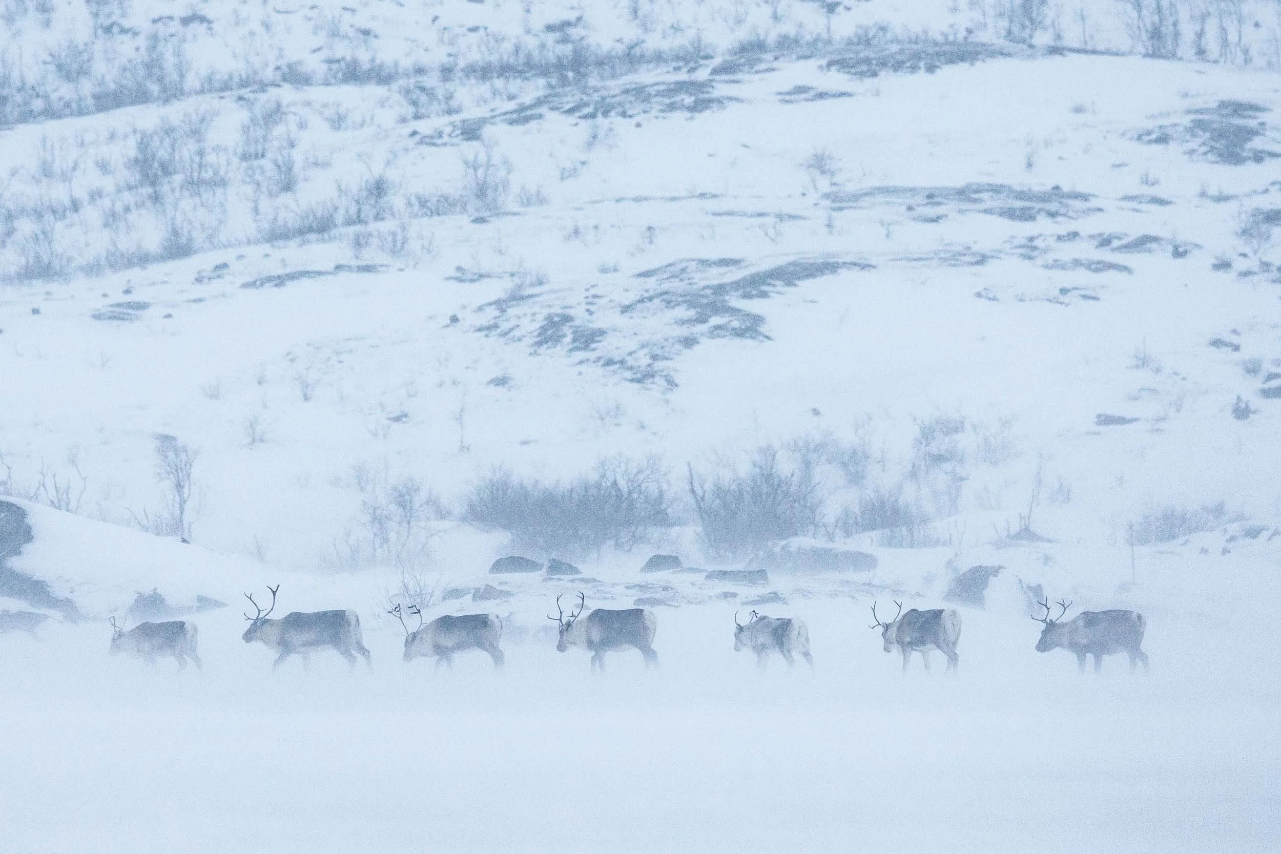 group of reindeer moving in the blizzard in winter in Abisko