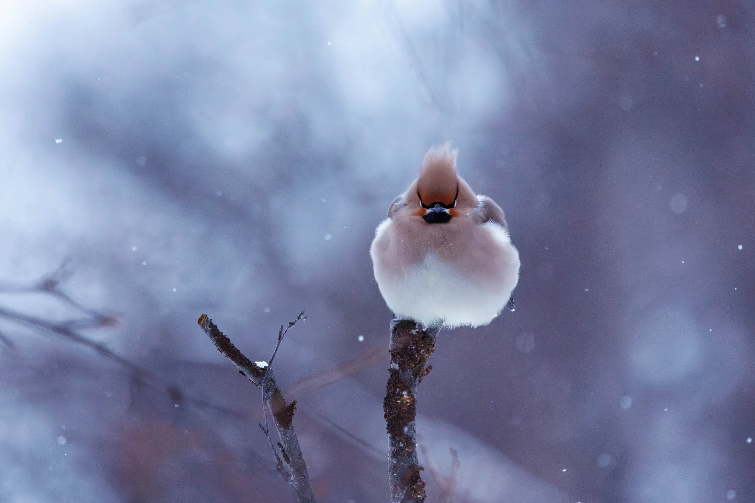 A waxwing standing on a branch in a snowstorm in Abisko national park