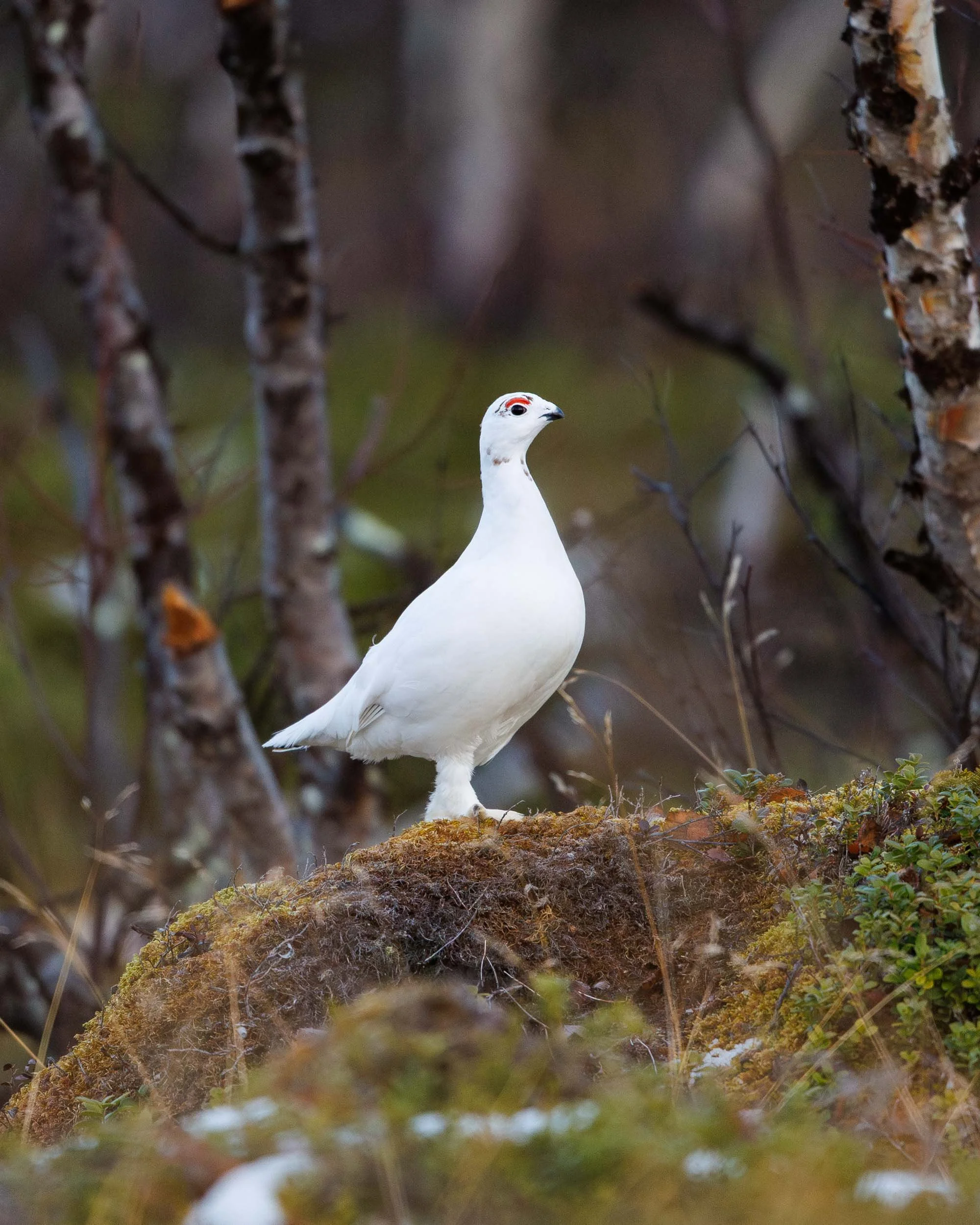 willow-ptarmigan-in-wrong-enviroment.jpg